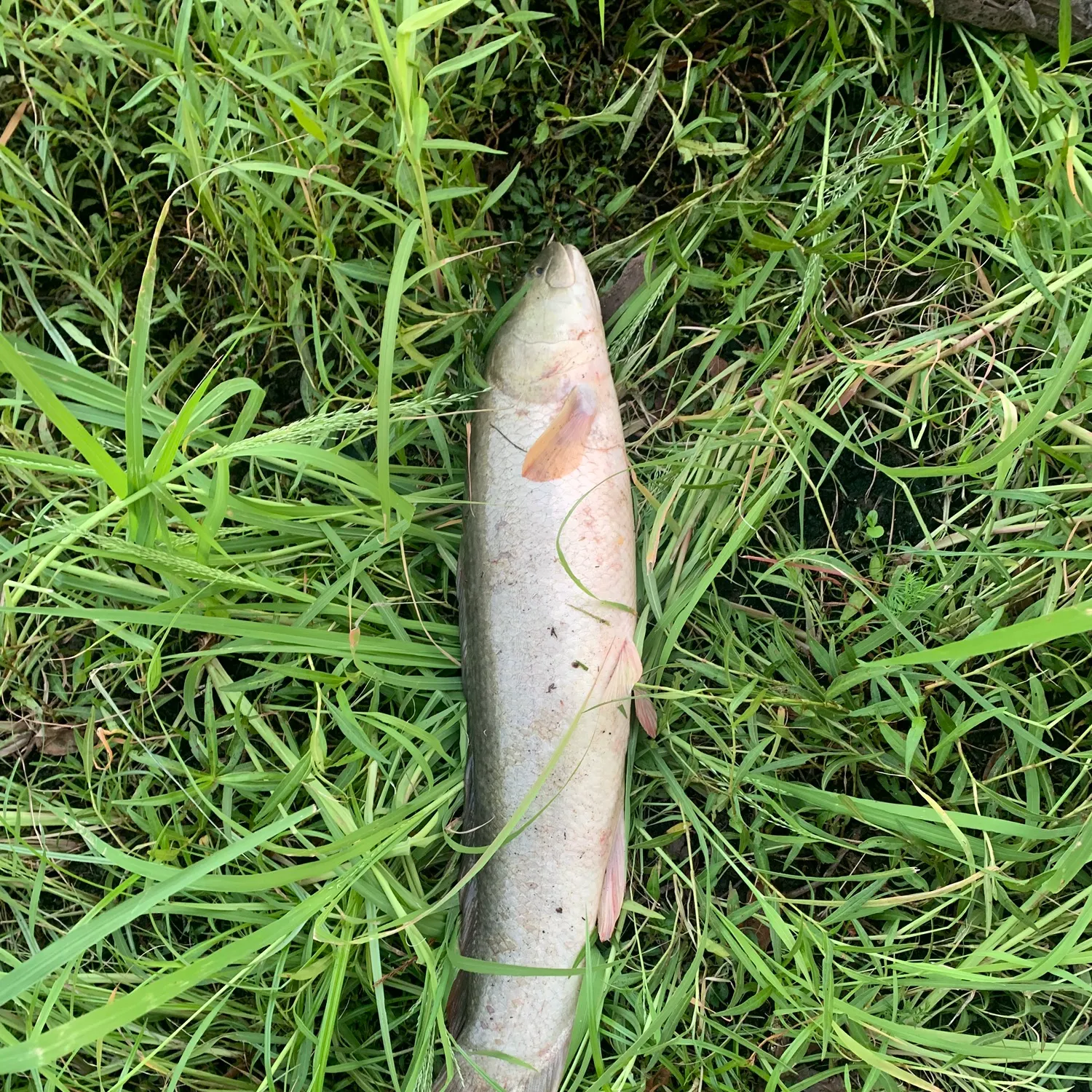 Eyetail bowfin caught on Fishbrain