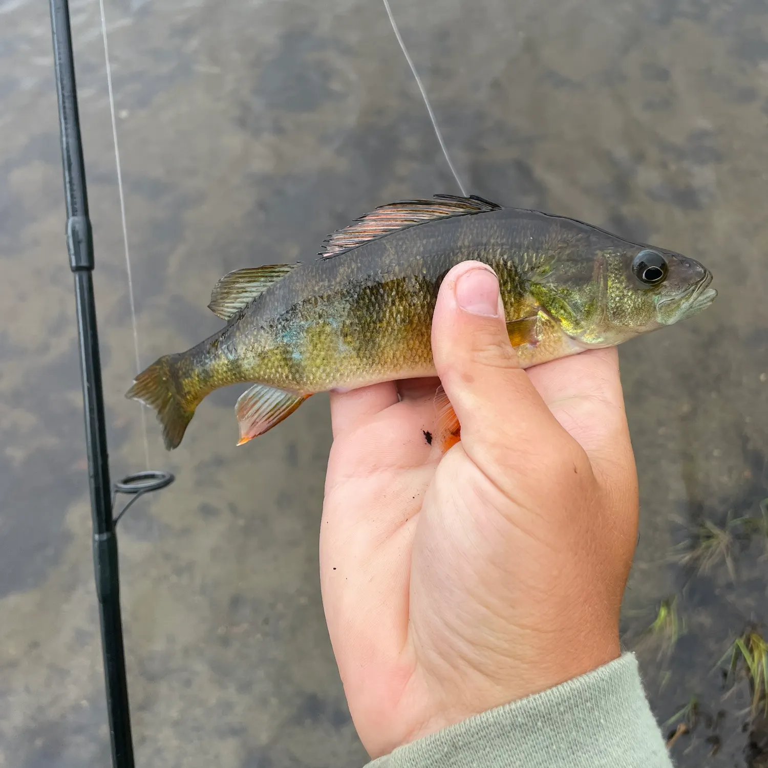 Yellow perch caught on Fishbrain