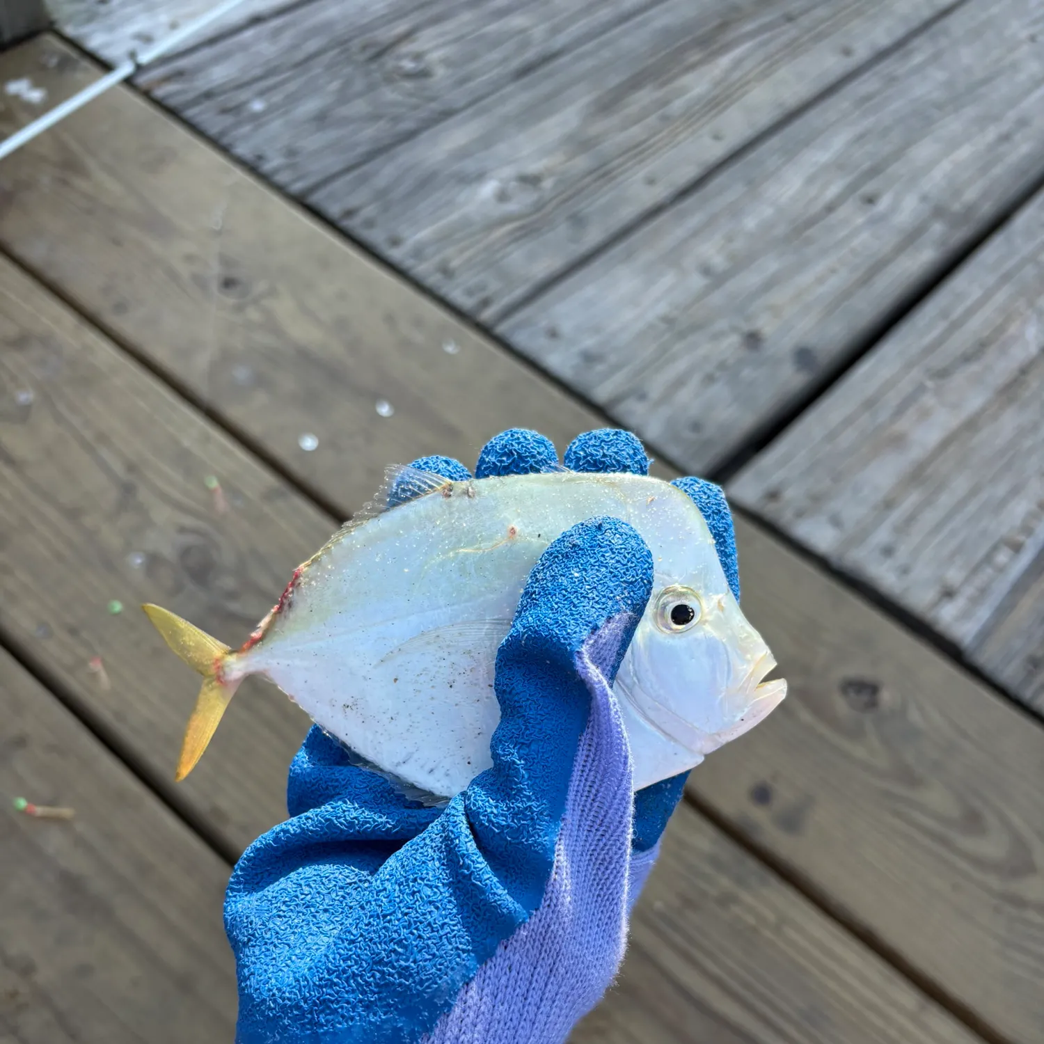 The most recent Atlantic bumper catches on Fishbrain