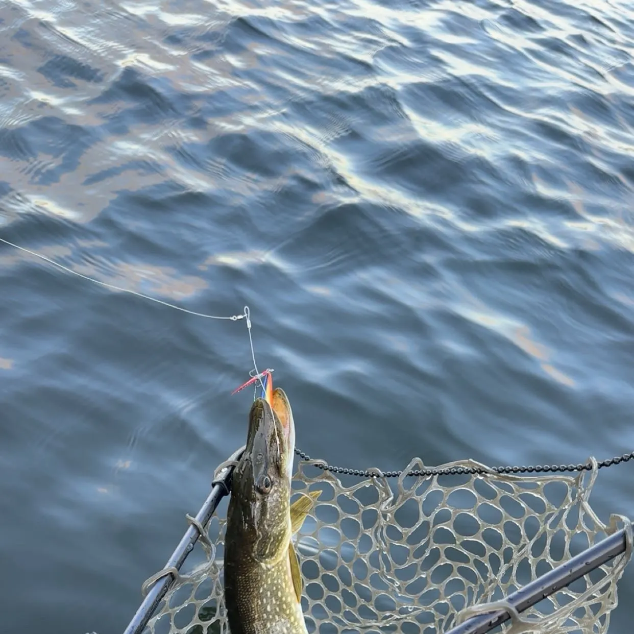 angler catch