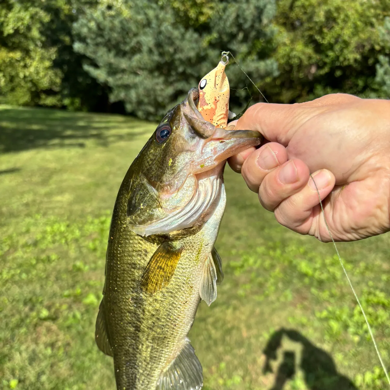 Largemouth bass caught on Fishbrain