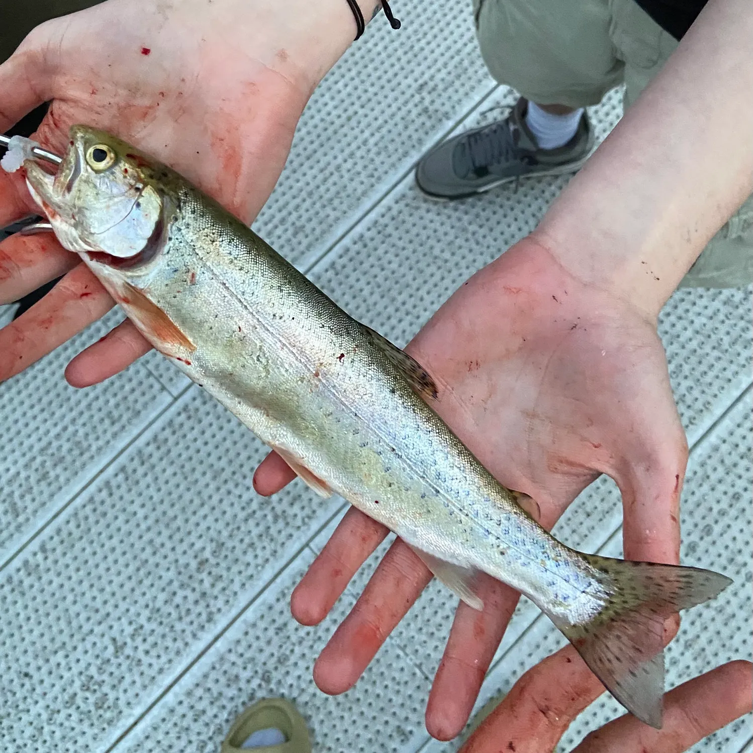 The most recent Lake Crescent cutthroat trout catches on Fishbrain