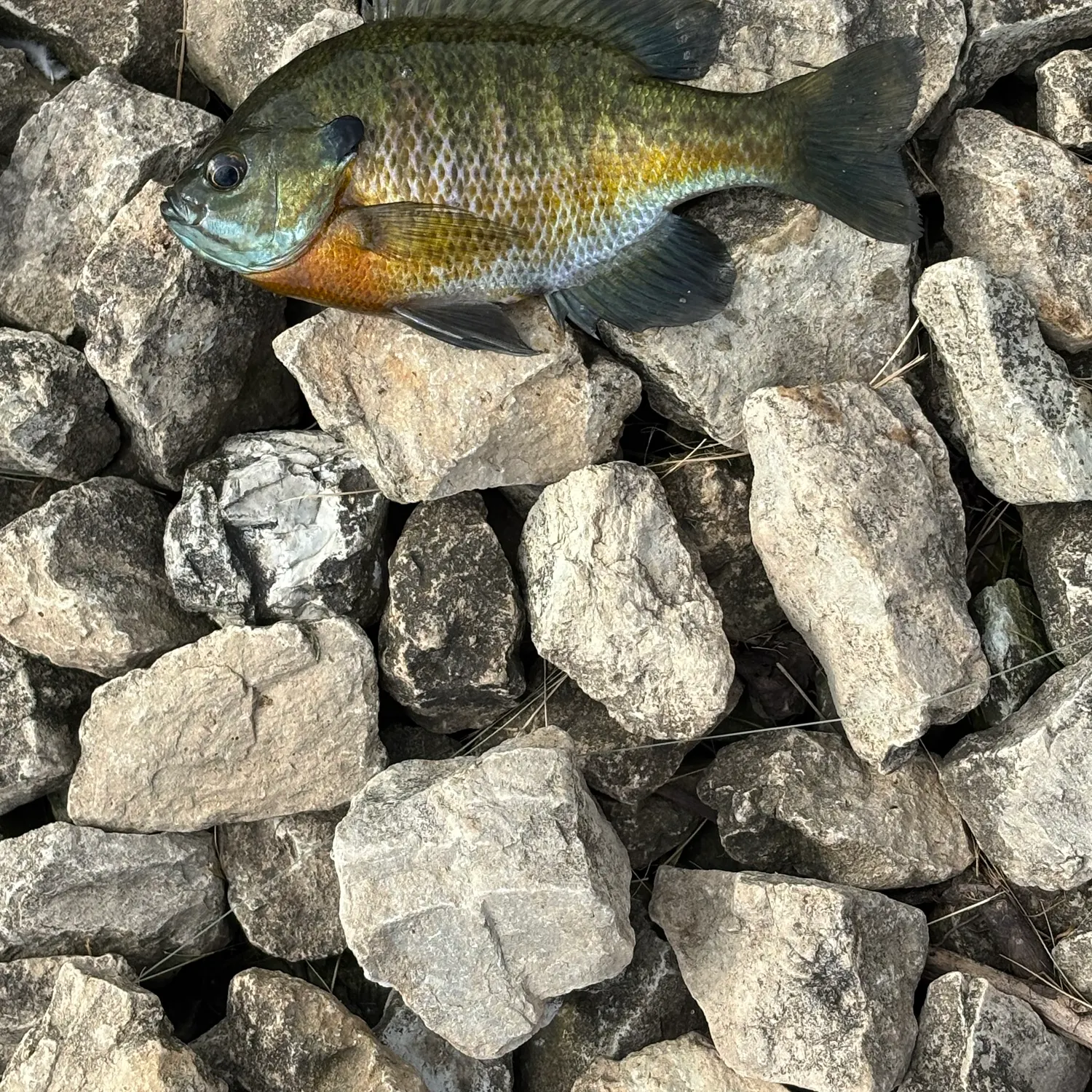 Fish caught on Fishbrain