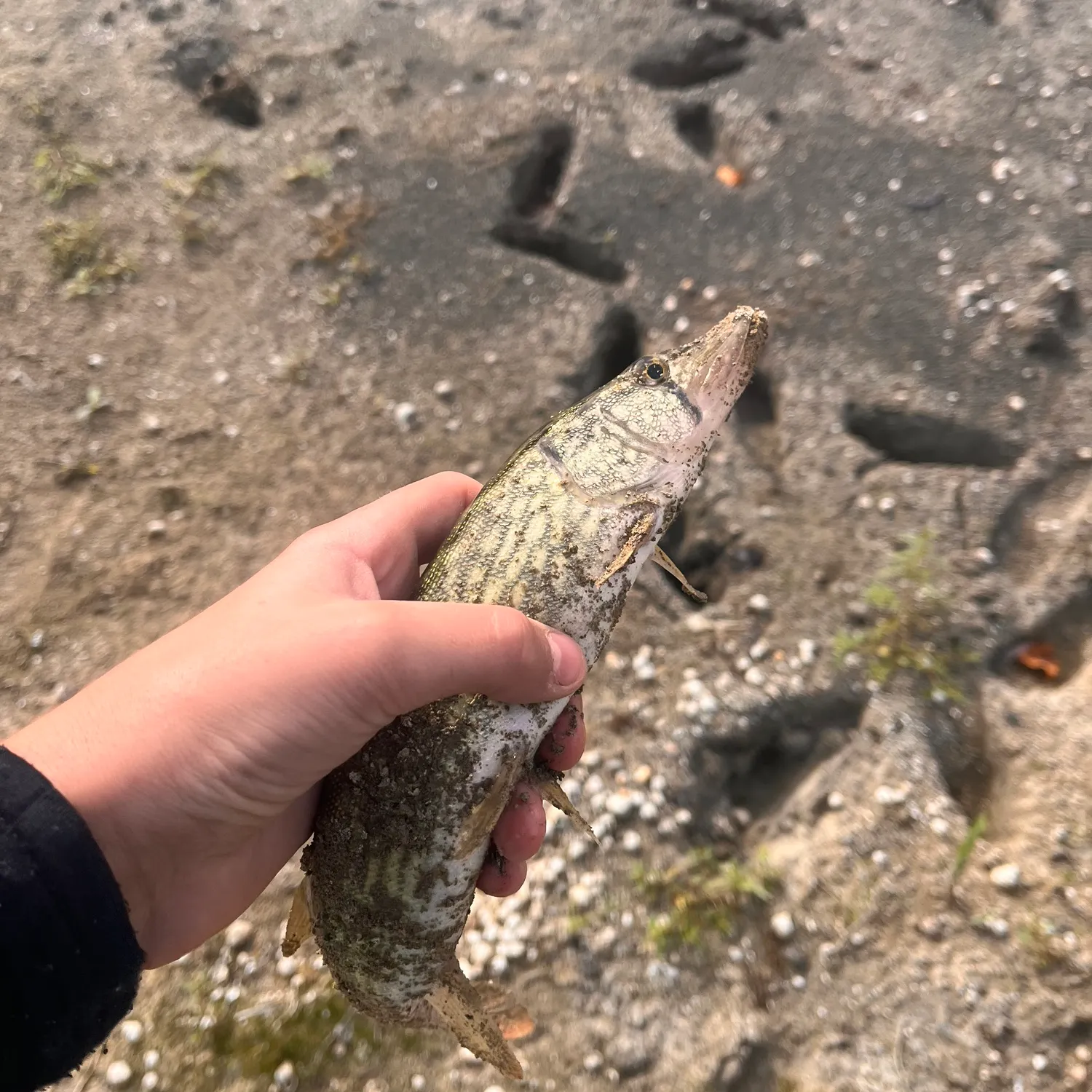 Grass pickerel caught on Fishbrain
