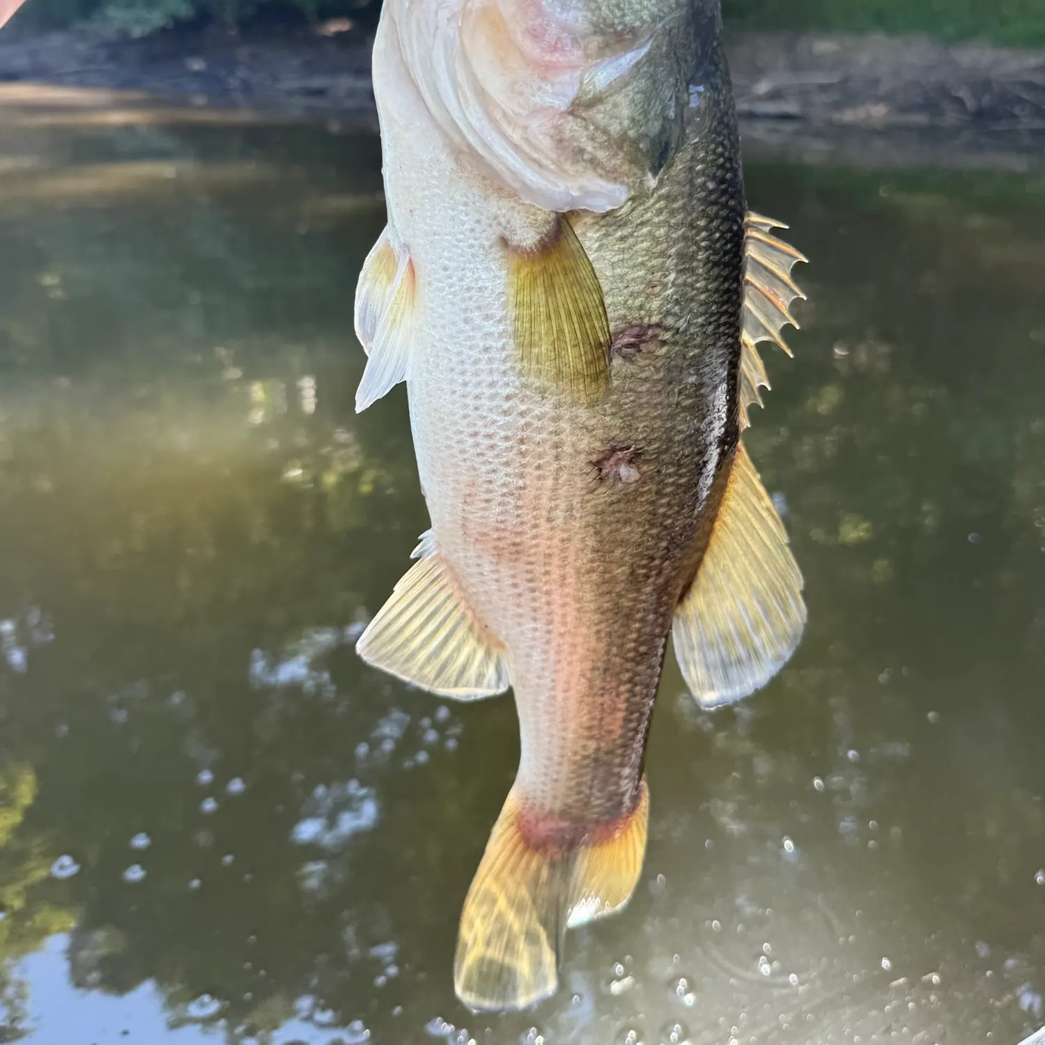 Largemouth bass caught on Fishbrain