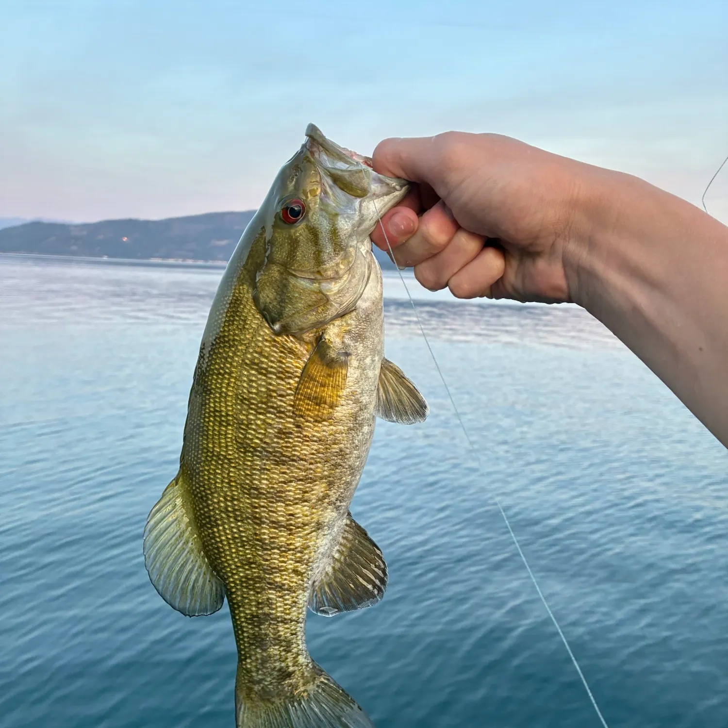 Smallmouth bass caught on Fishbrain