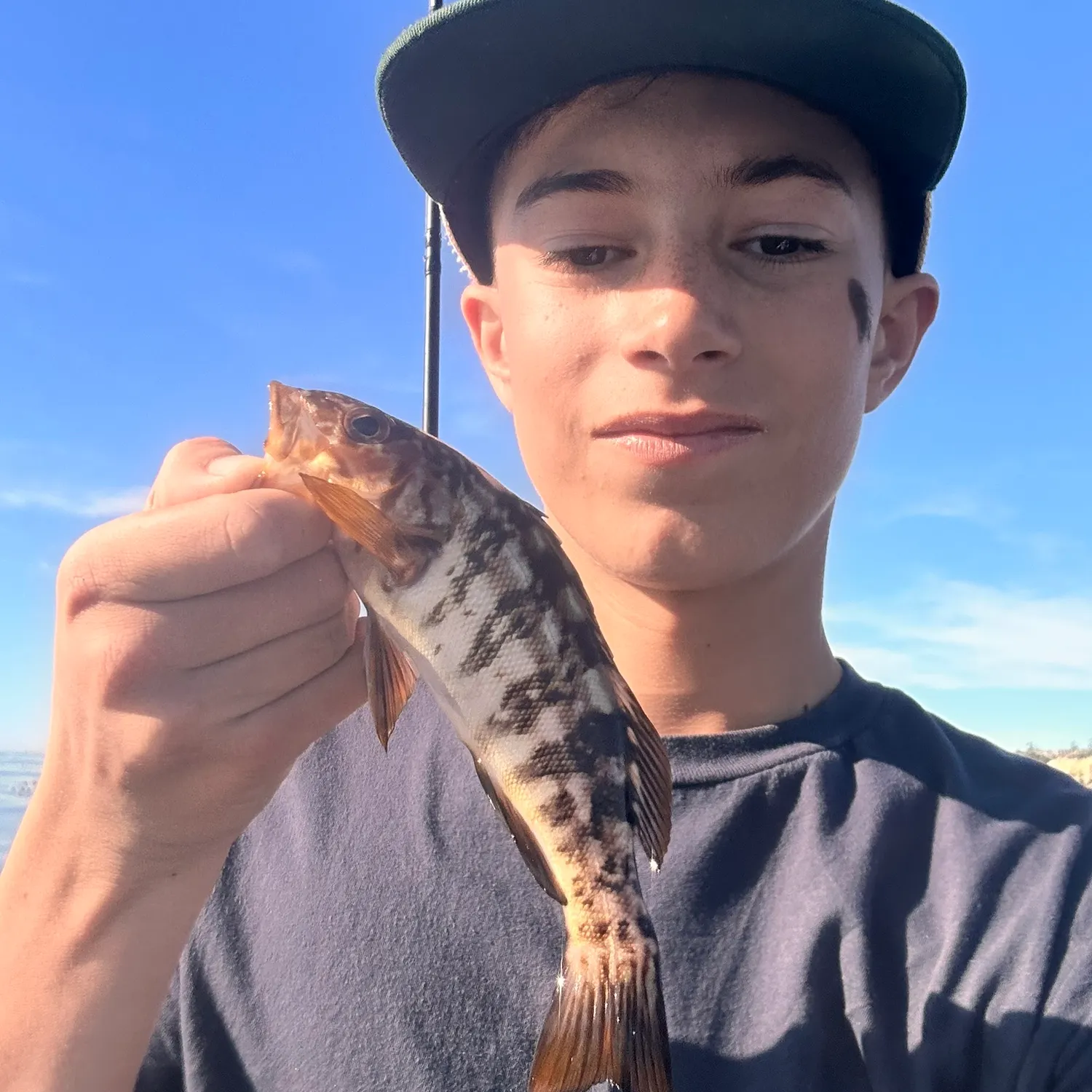 The most recent Kelp bass catches on Fishbrain