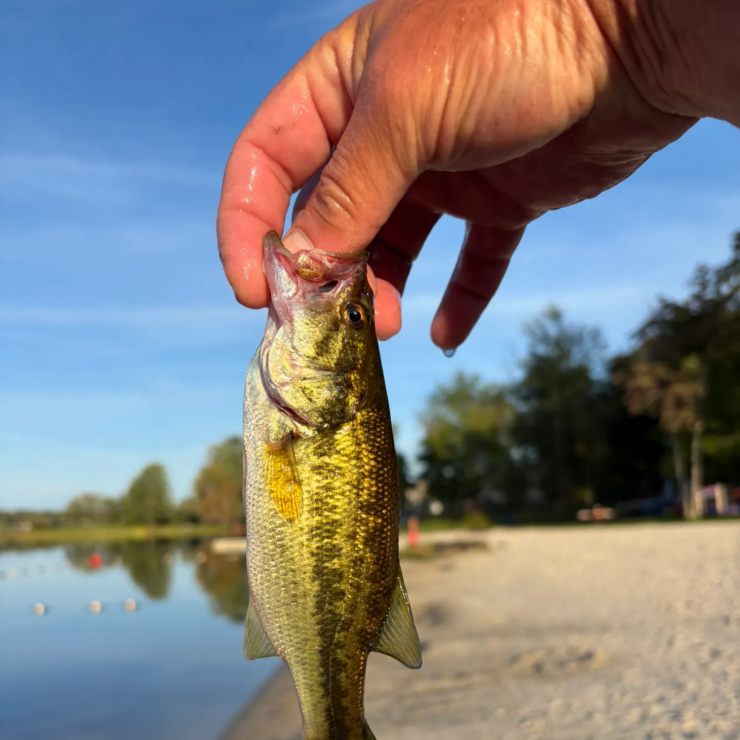 Largemouth bass caught on Fishbrain