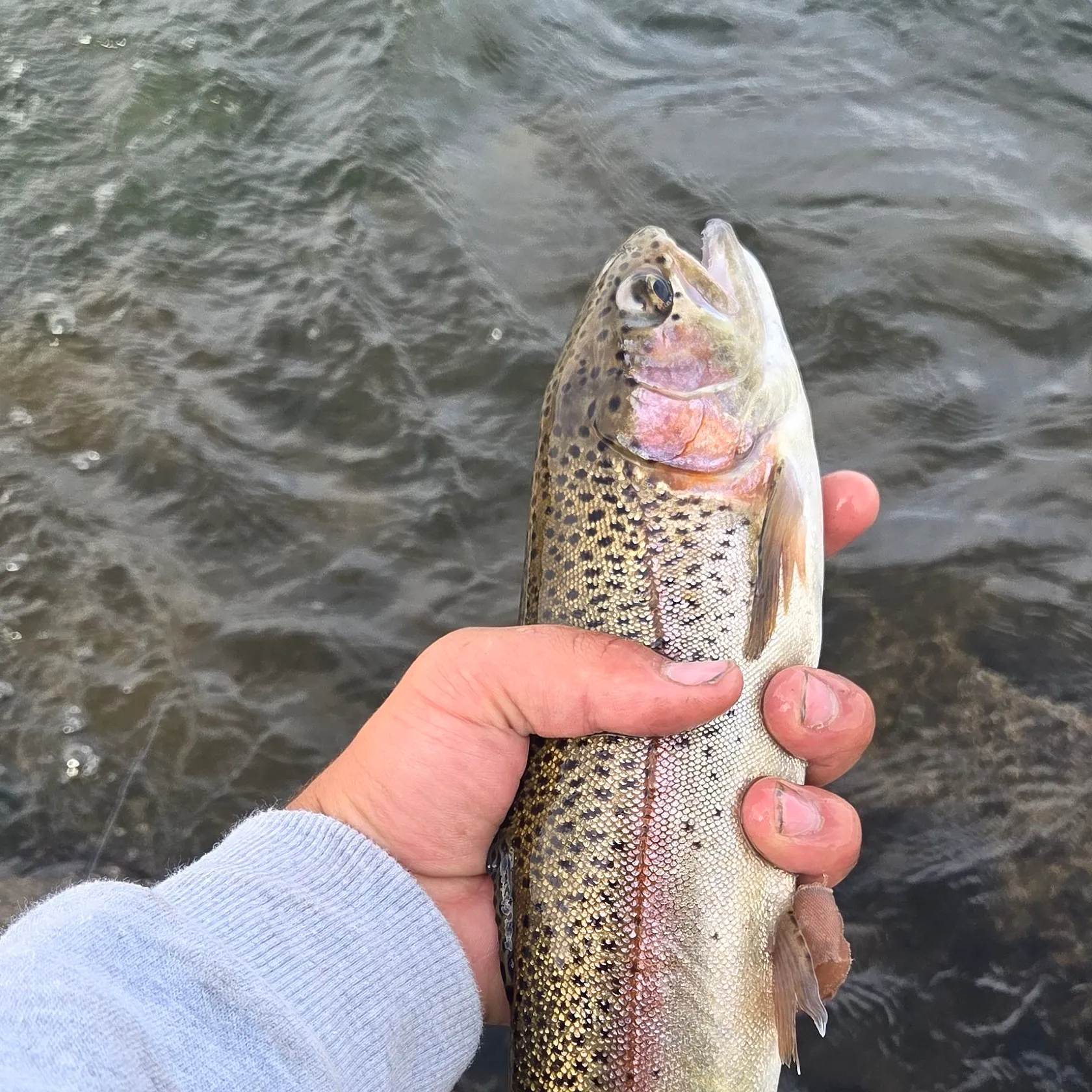 Rainbow trout caught on Fishbrain