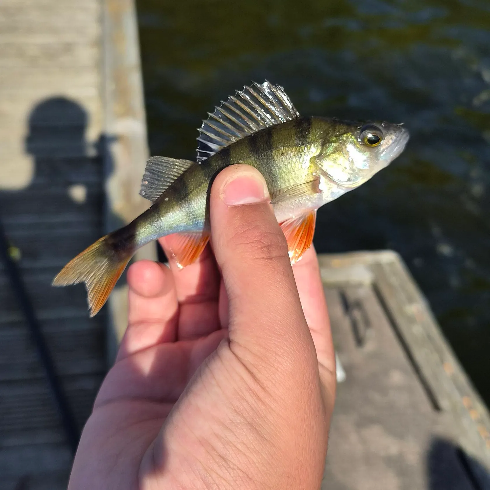 European perch caught on Fishbrain
