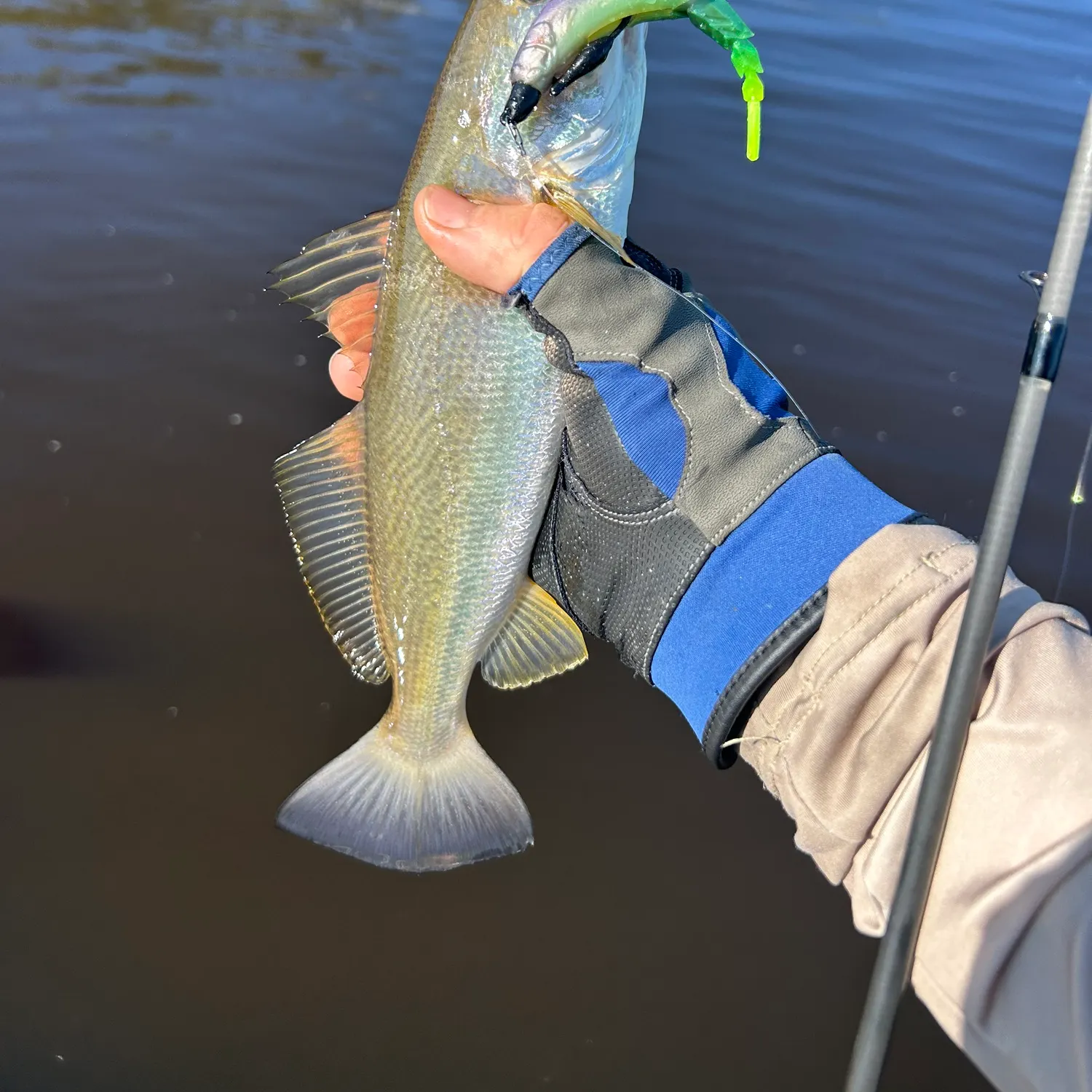 The most recent Sand seatrout catches on Fishbrain