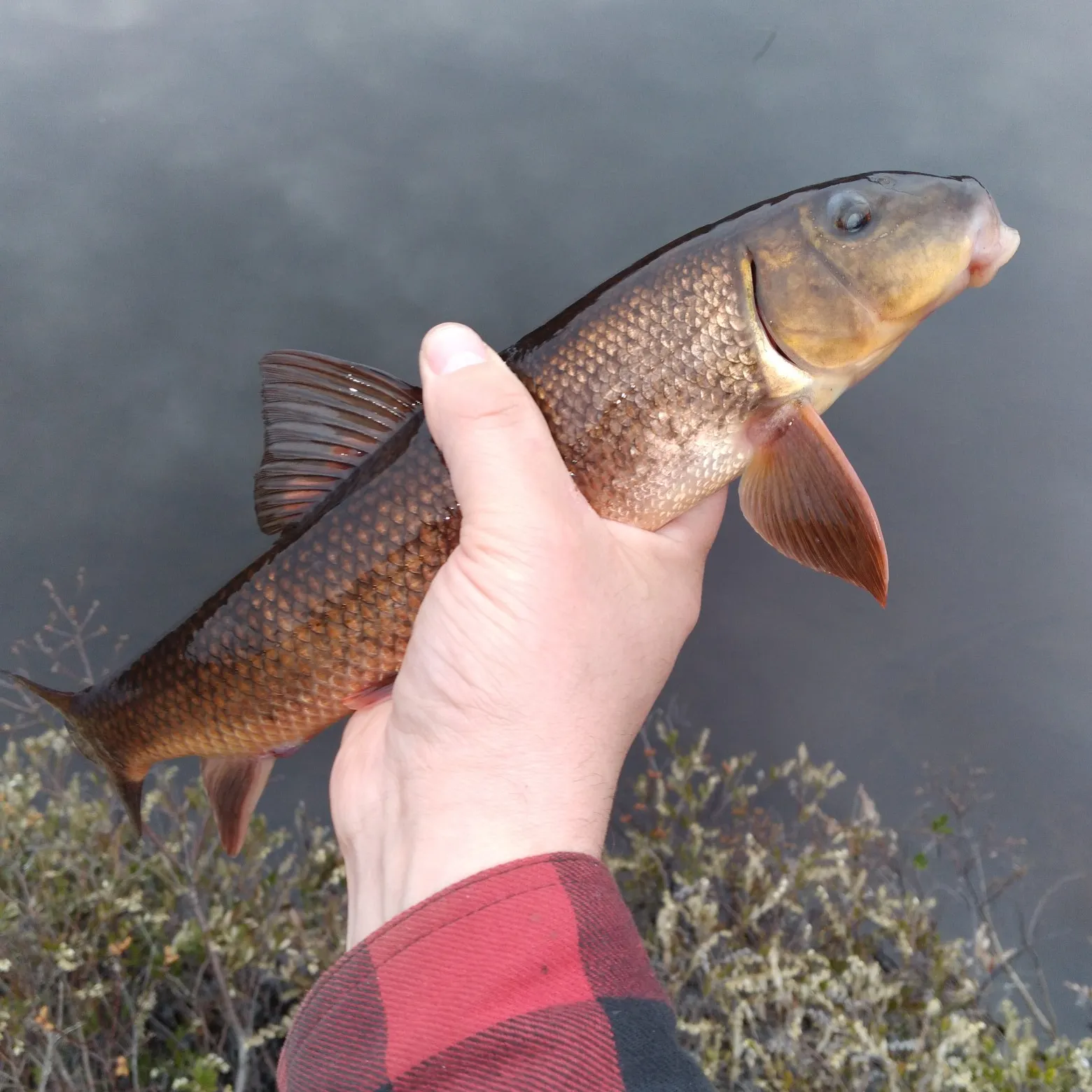 White sucker caught on Fishbrain