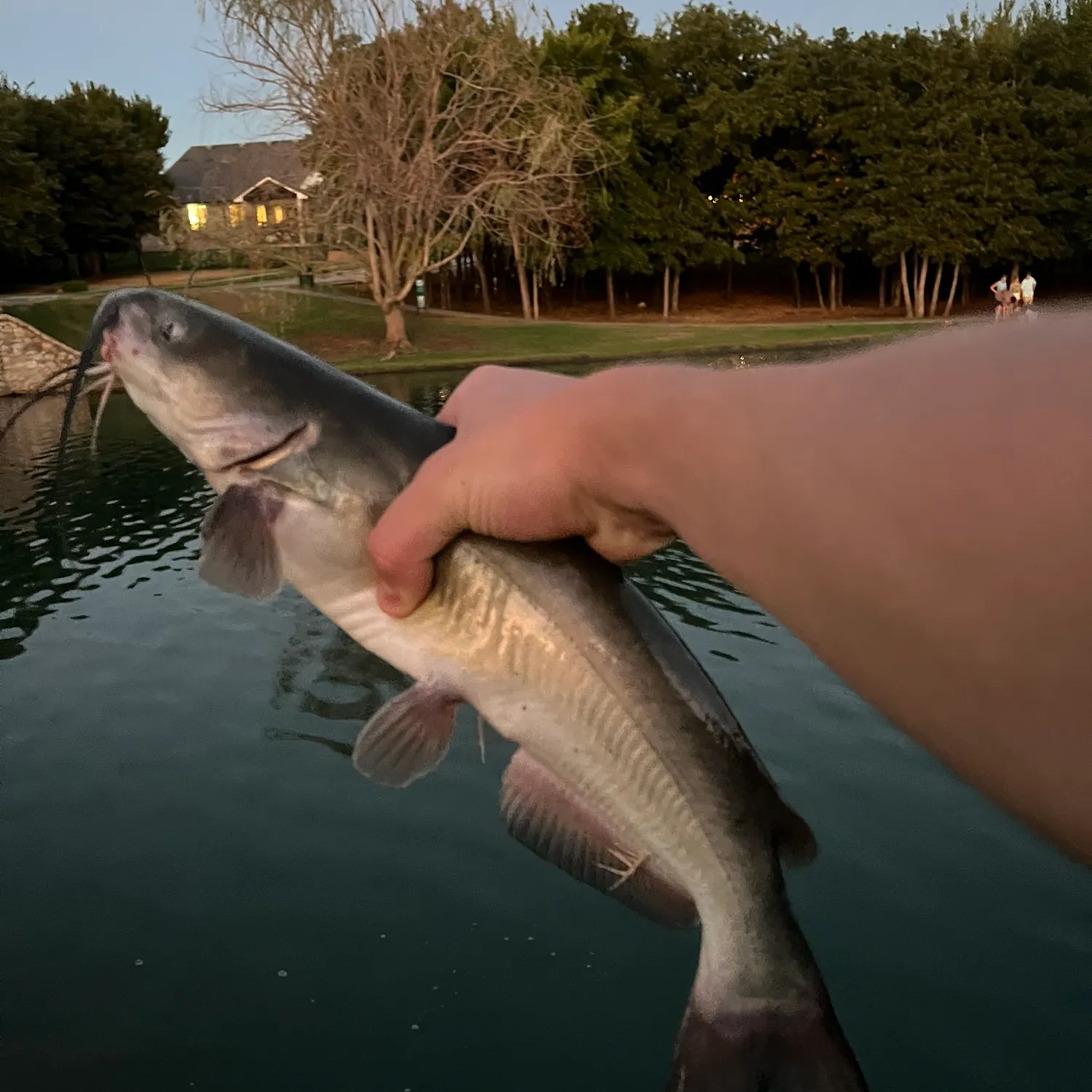 Channel catfish caught on Fishbrain