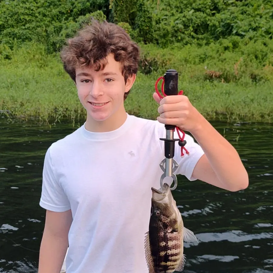 The most recent Wolf cichlid catches on Fishbrain