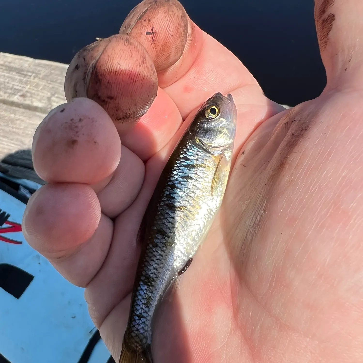 Common shiner caught on Fishbrain