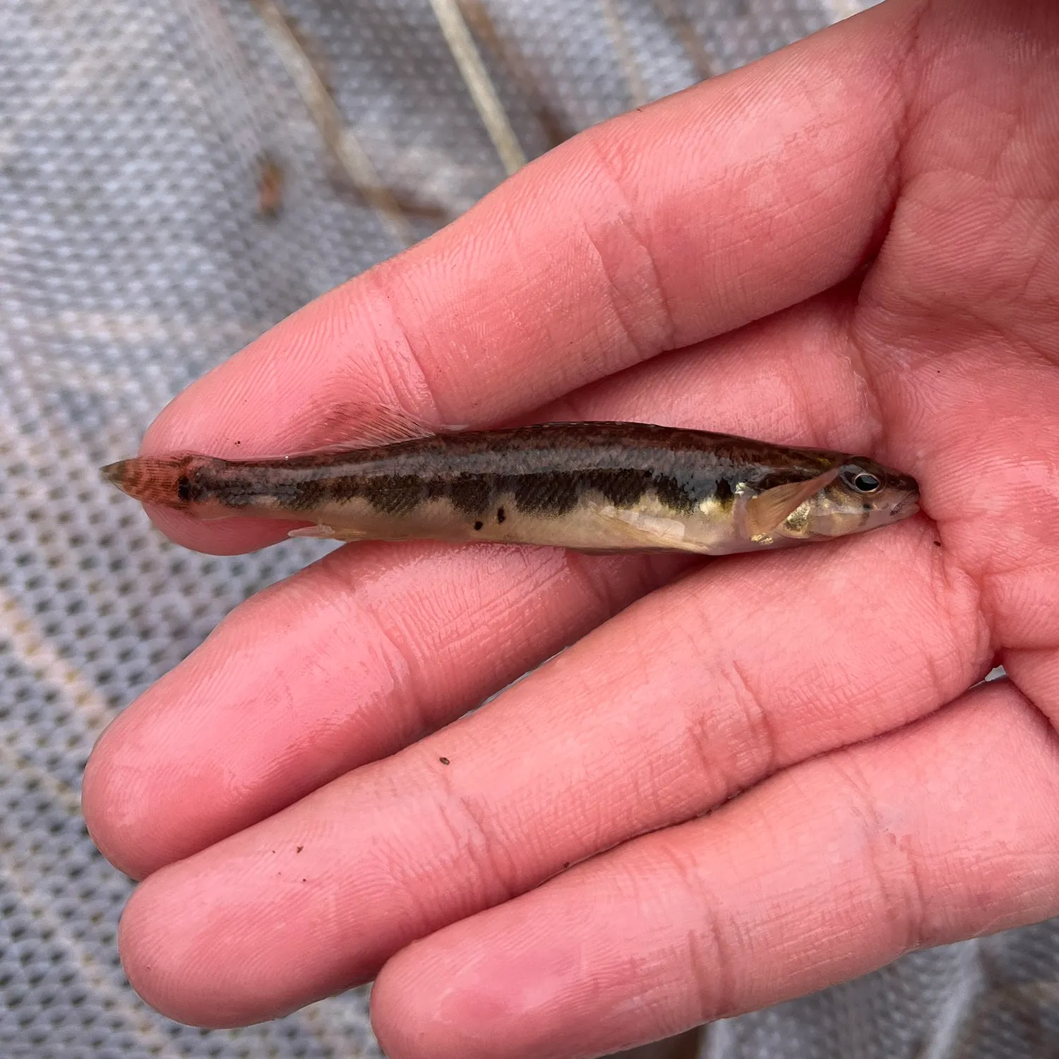 The most recent Blackside darter catches on Fishbrain