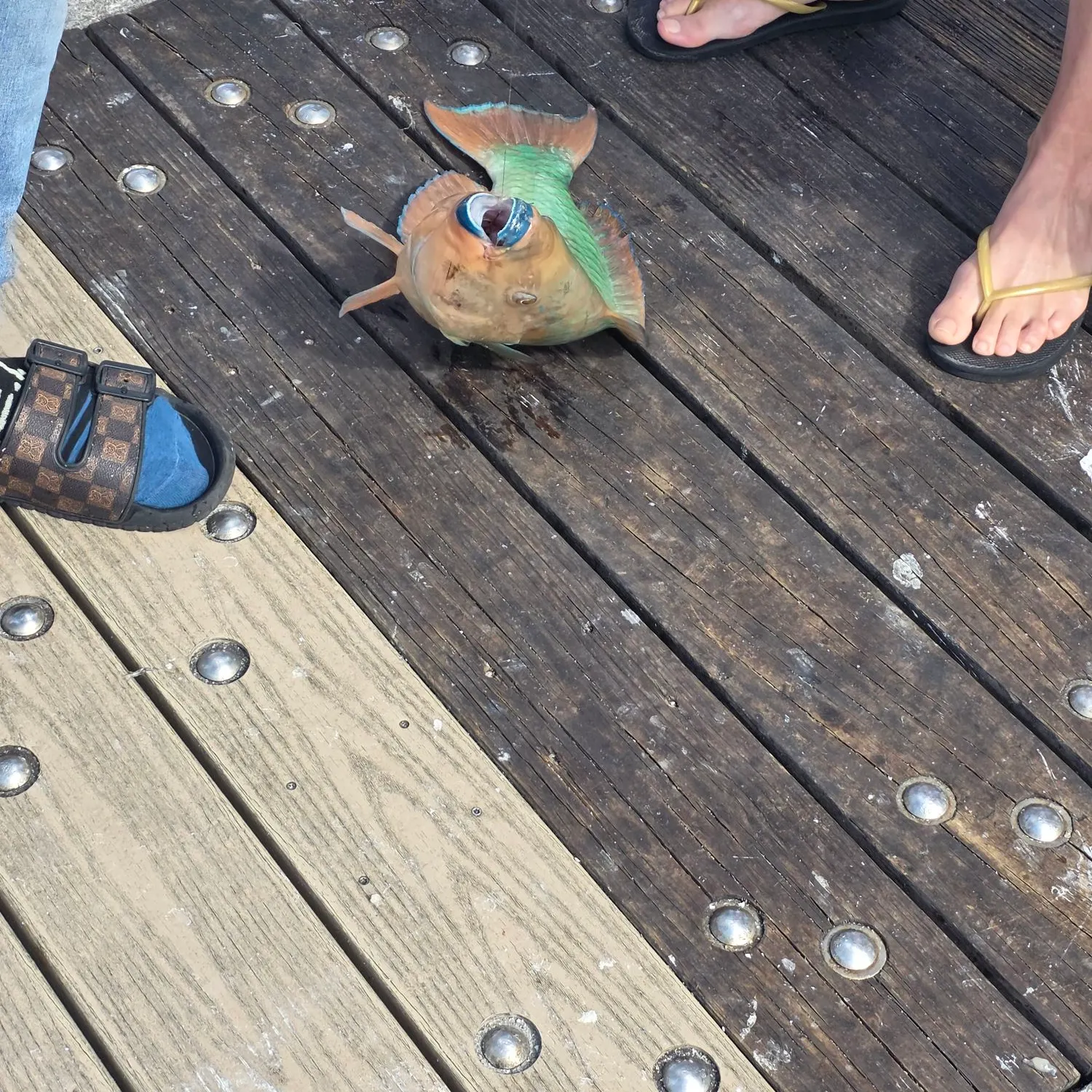 The most recent Redband Parrotfish catches on Fishbrain