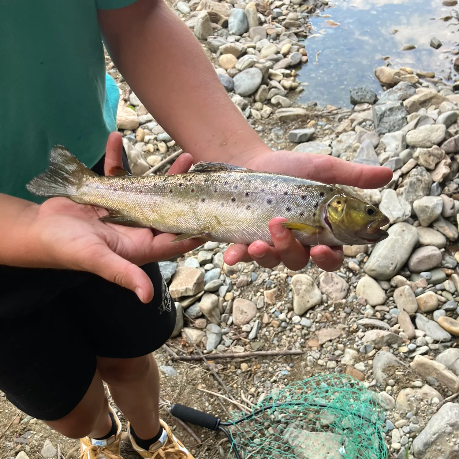 Coastal cutthroat trout caught on Fishbrain