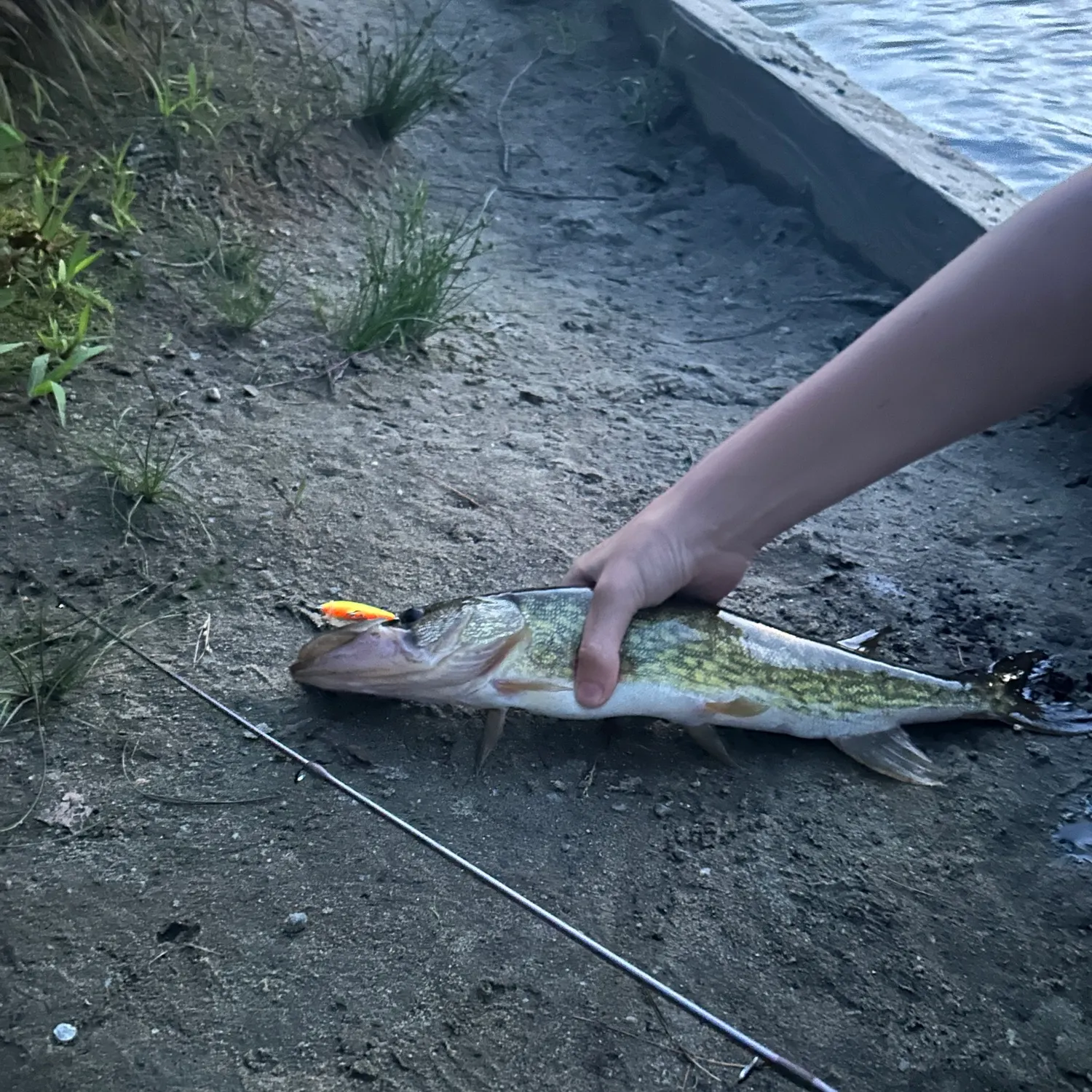 Chain pickerel caught on Fishbrain