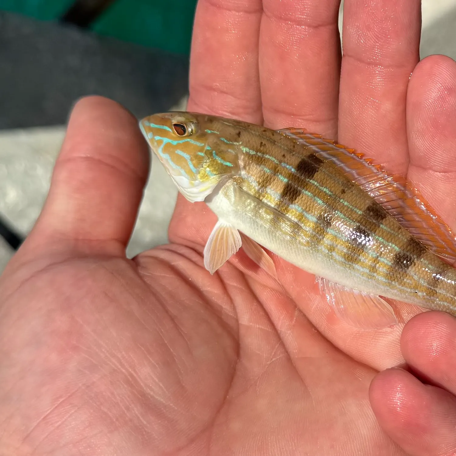 The most recent Sand perch catches on Fishbrain