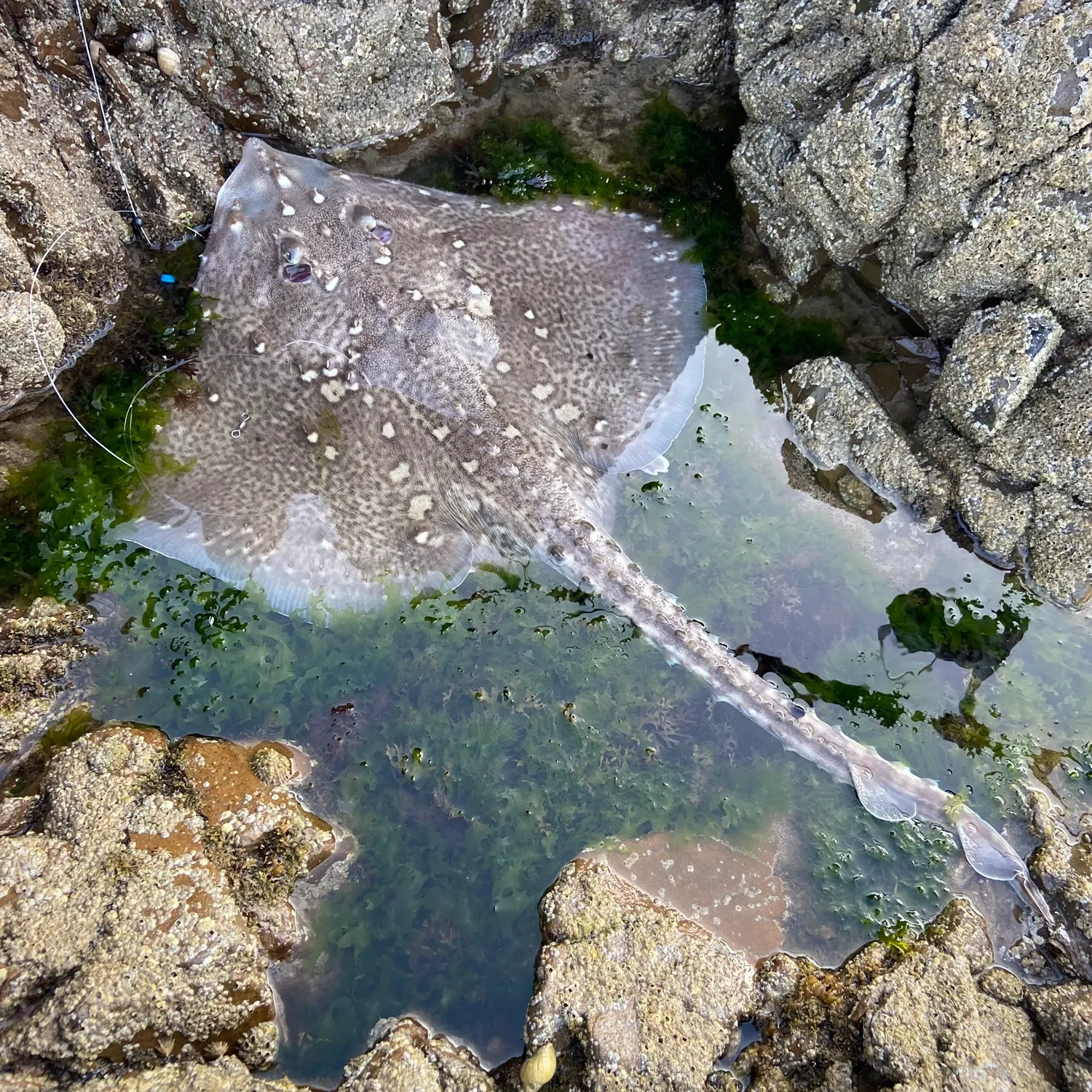 The most recent Thornback ray catches on Fishbrain