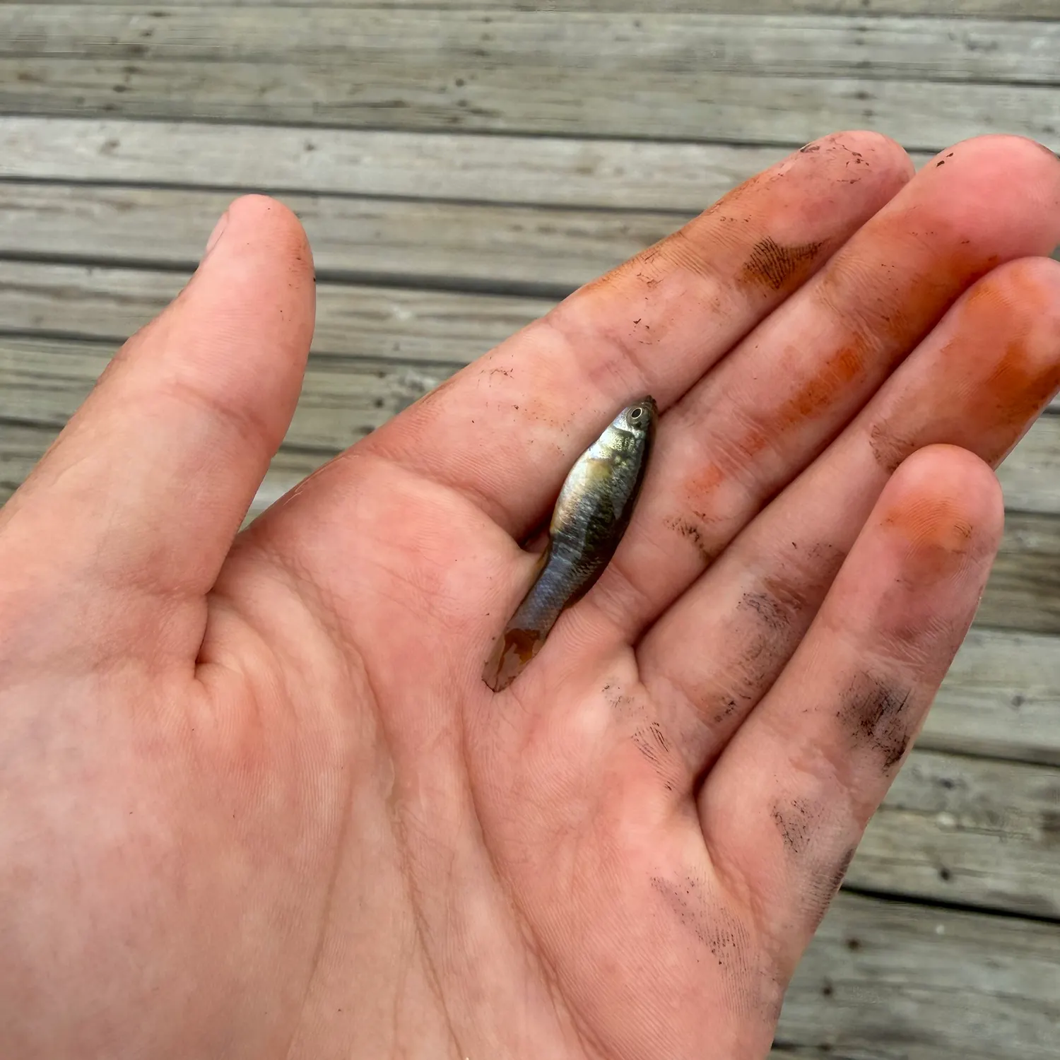 Fish caught on Fishbrain
