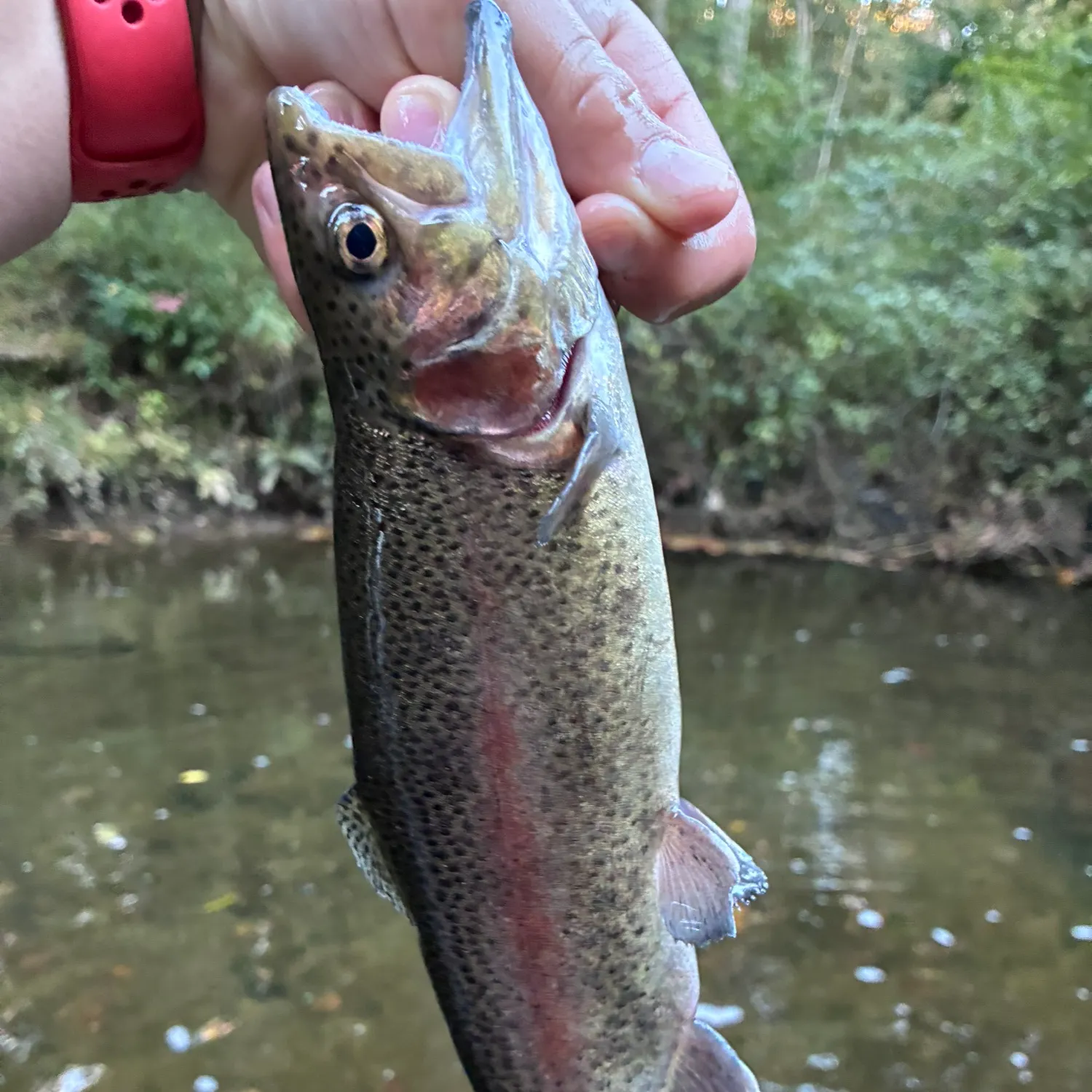 Rainbow trout caught on Fishbrain