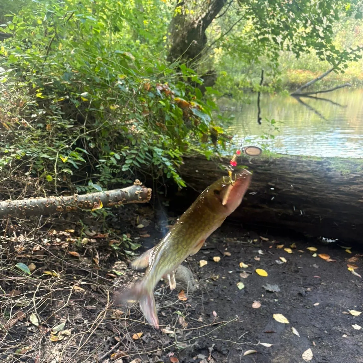 Chain pickerel caught on Fishbrain