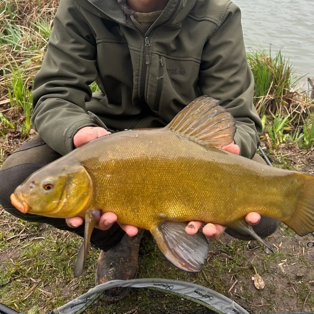 The most recent Tench catches on Fishbrain