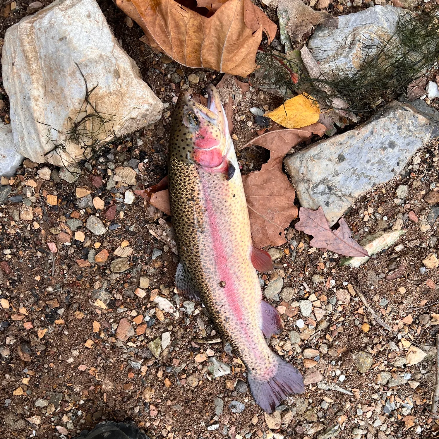 Rainbow trout caught on Fishbrain