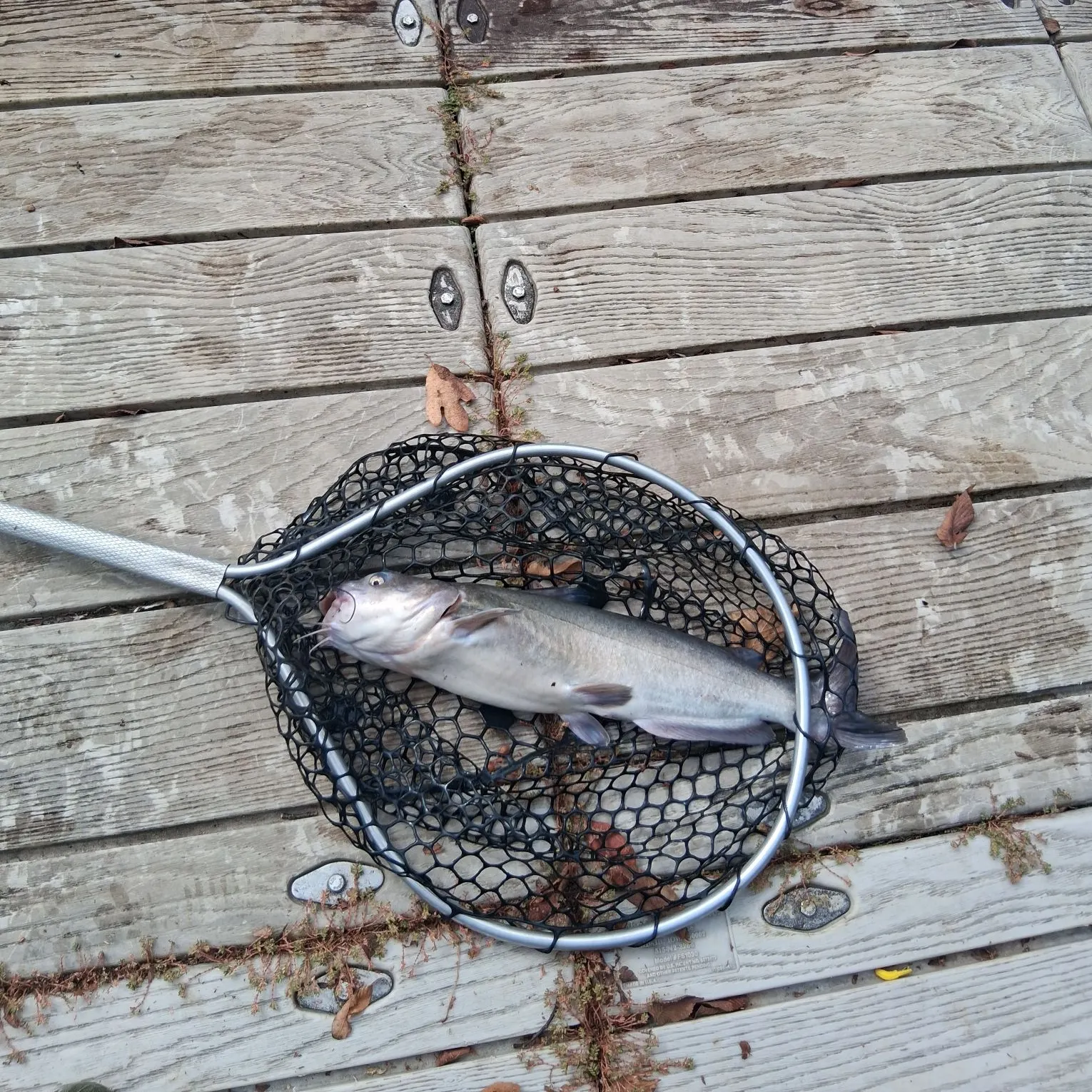Channel catfish caught on Fishbrain