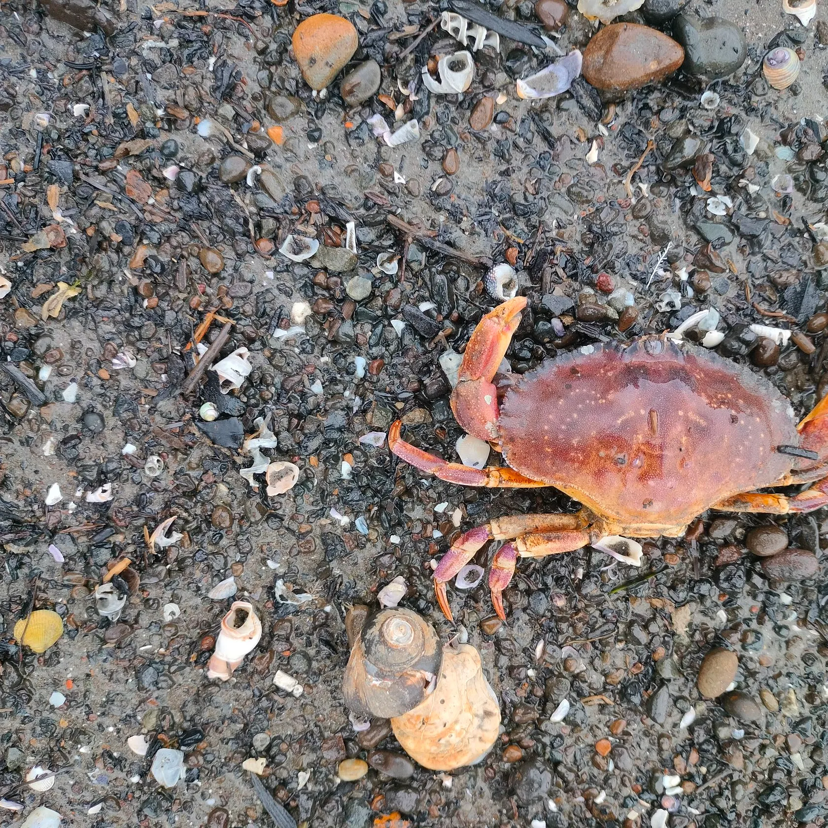 The most recent Atlantic rock crab catches on Fishbrain