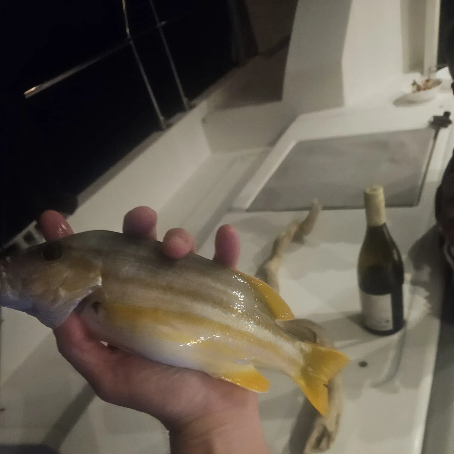 The most recent Spanish flag snapper catches on Fishbrain