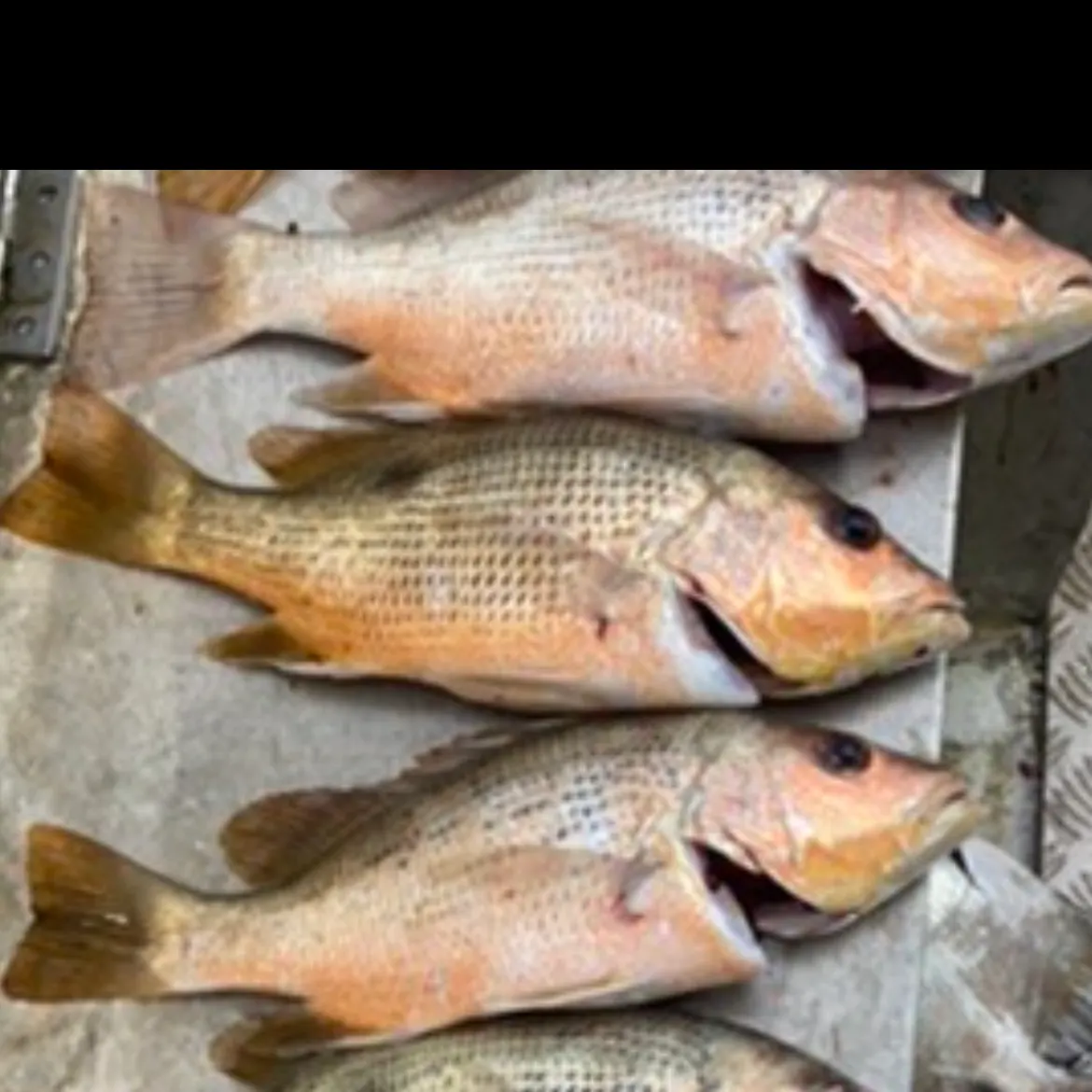 The most recent Trumpet emperor catches on Fishbrain