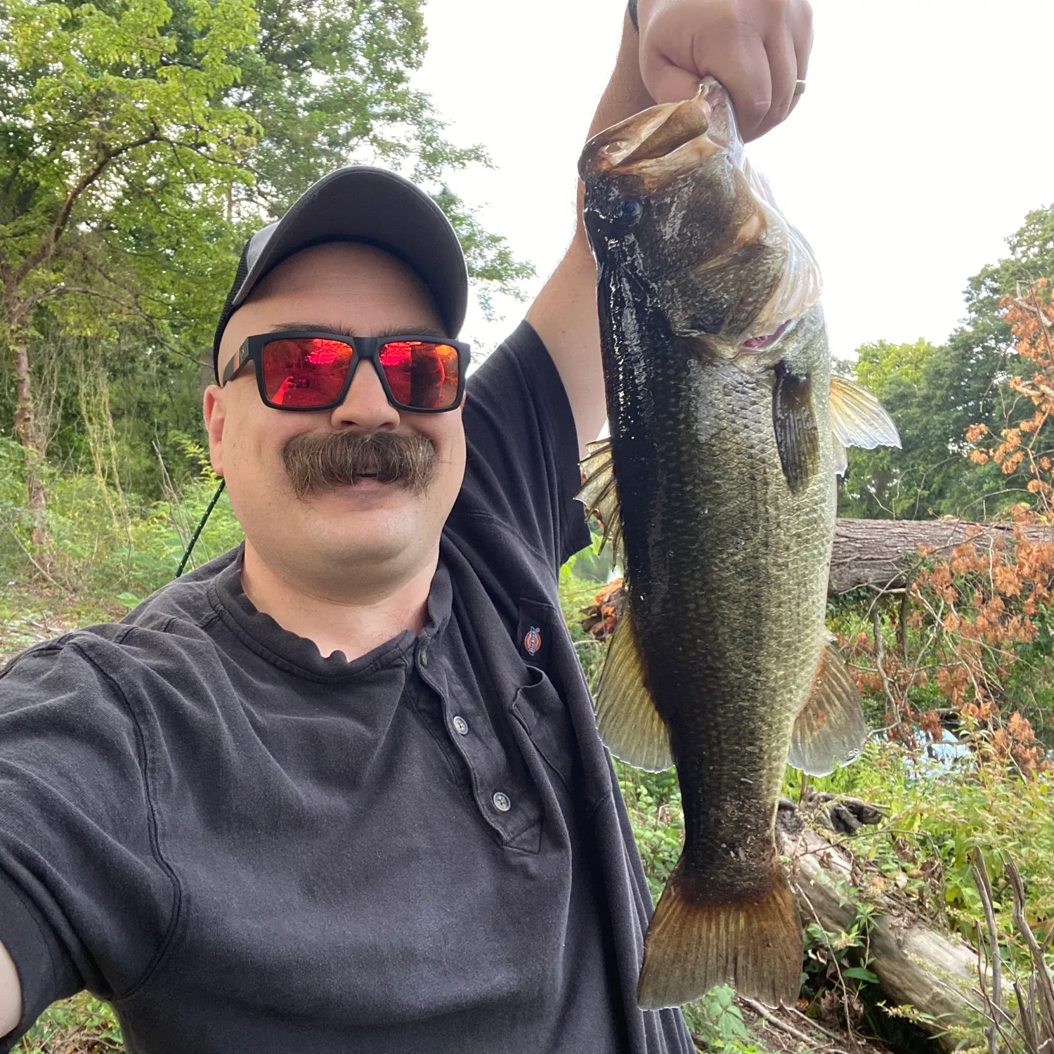 Largemouth bass caught on Fishbrain