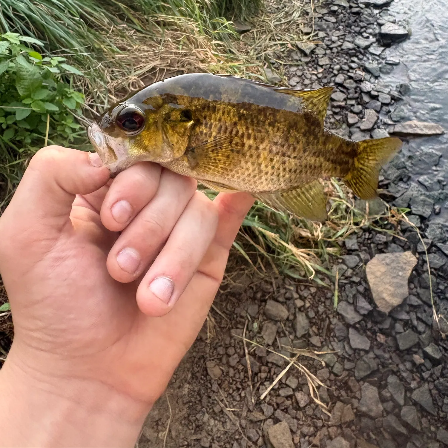 Rock bass caught on Fishbrain