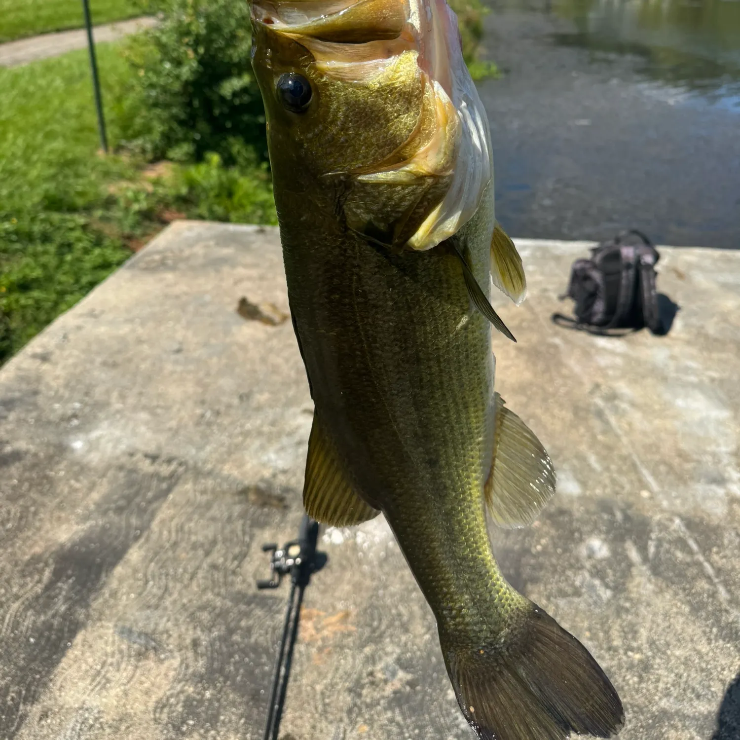Largemouth bass caught on Fishbrain