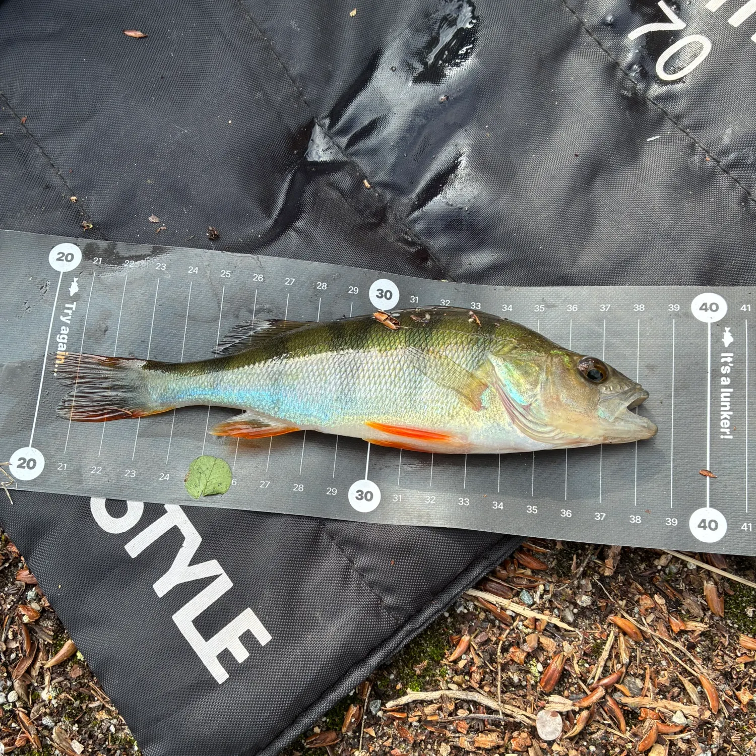 European perch caught on Fishbrain