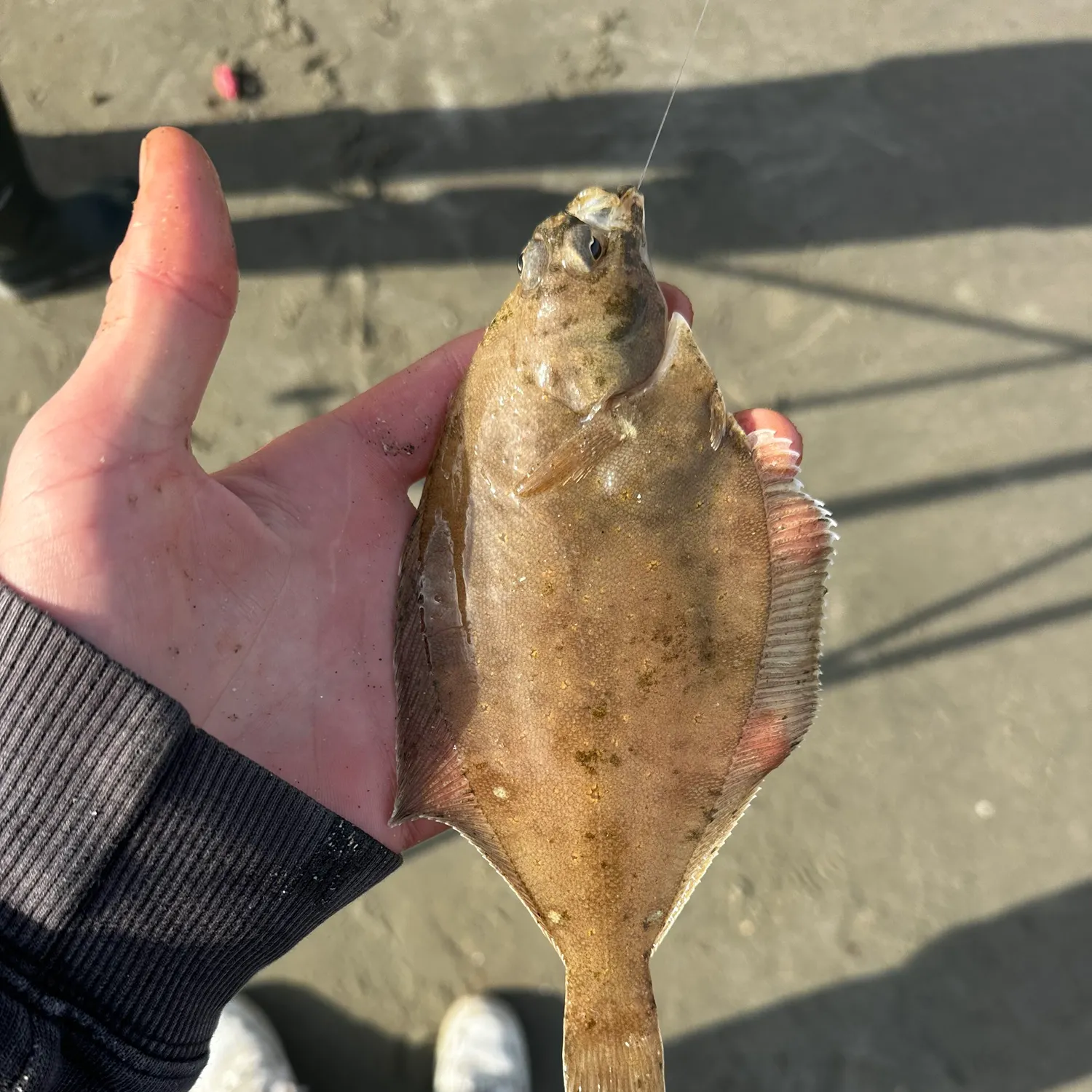 The most recent Common dab catches on Fishbrain
