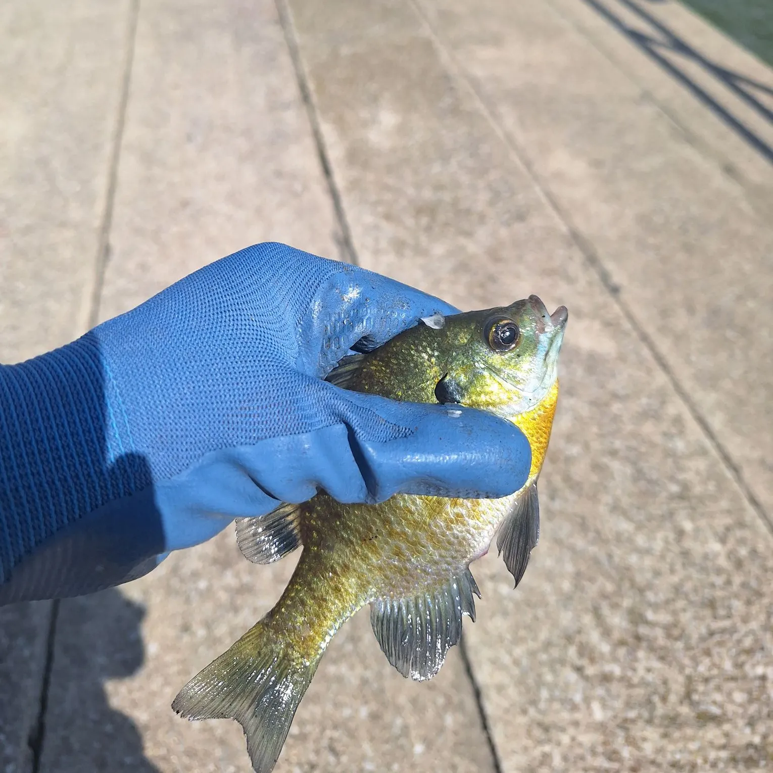 Bluegill caught on Fishbrain