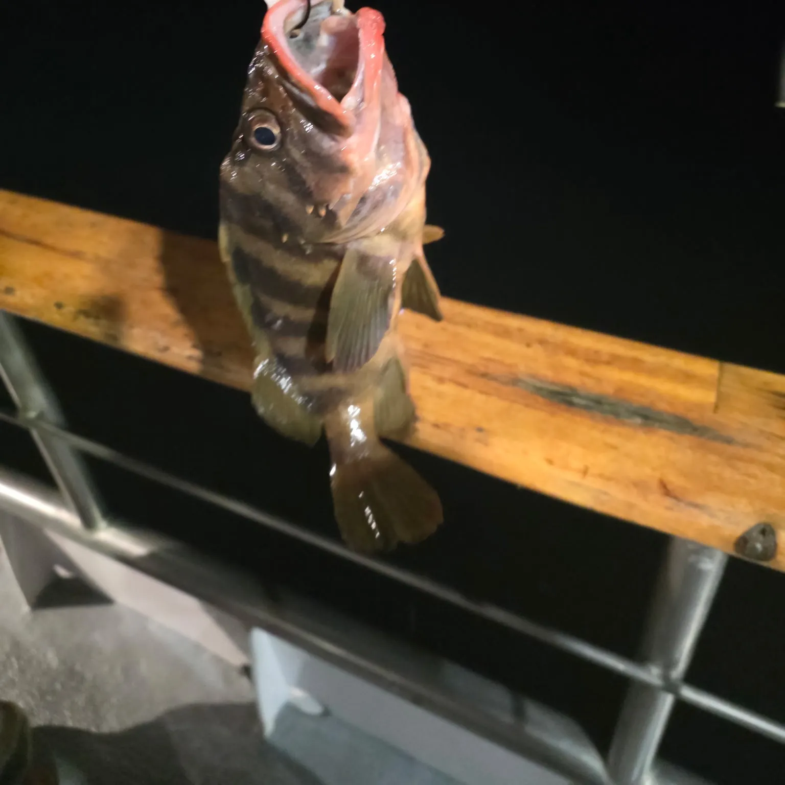 The most recent Treefish catches on Fishbrain