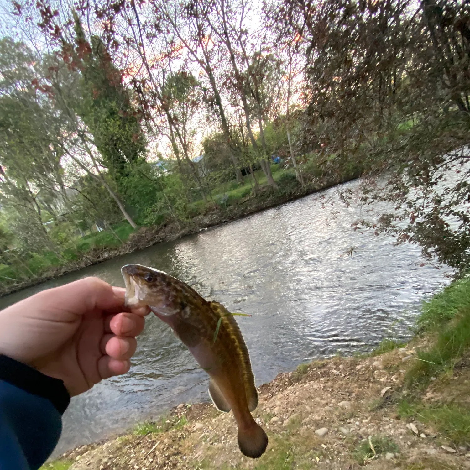 Fish caught on Fishbrain