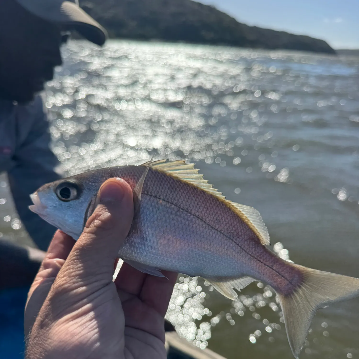 The most recent Cape stumpnose catches on Fishbrain