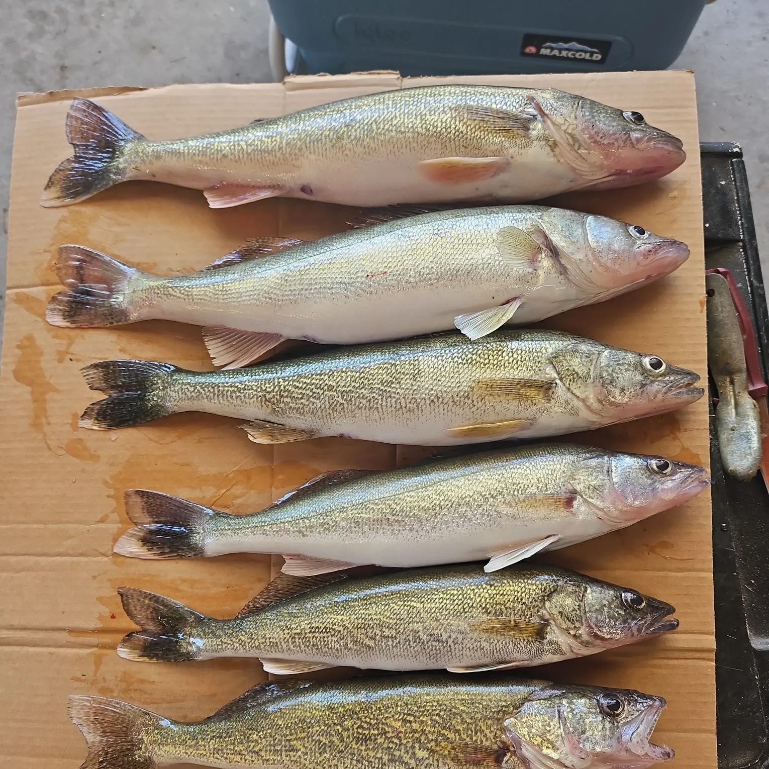 recently logged catches