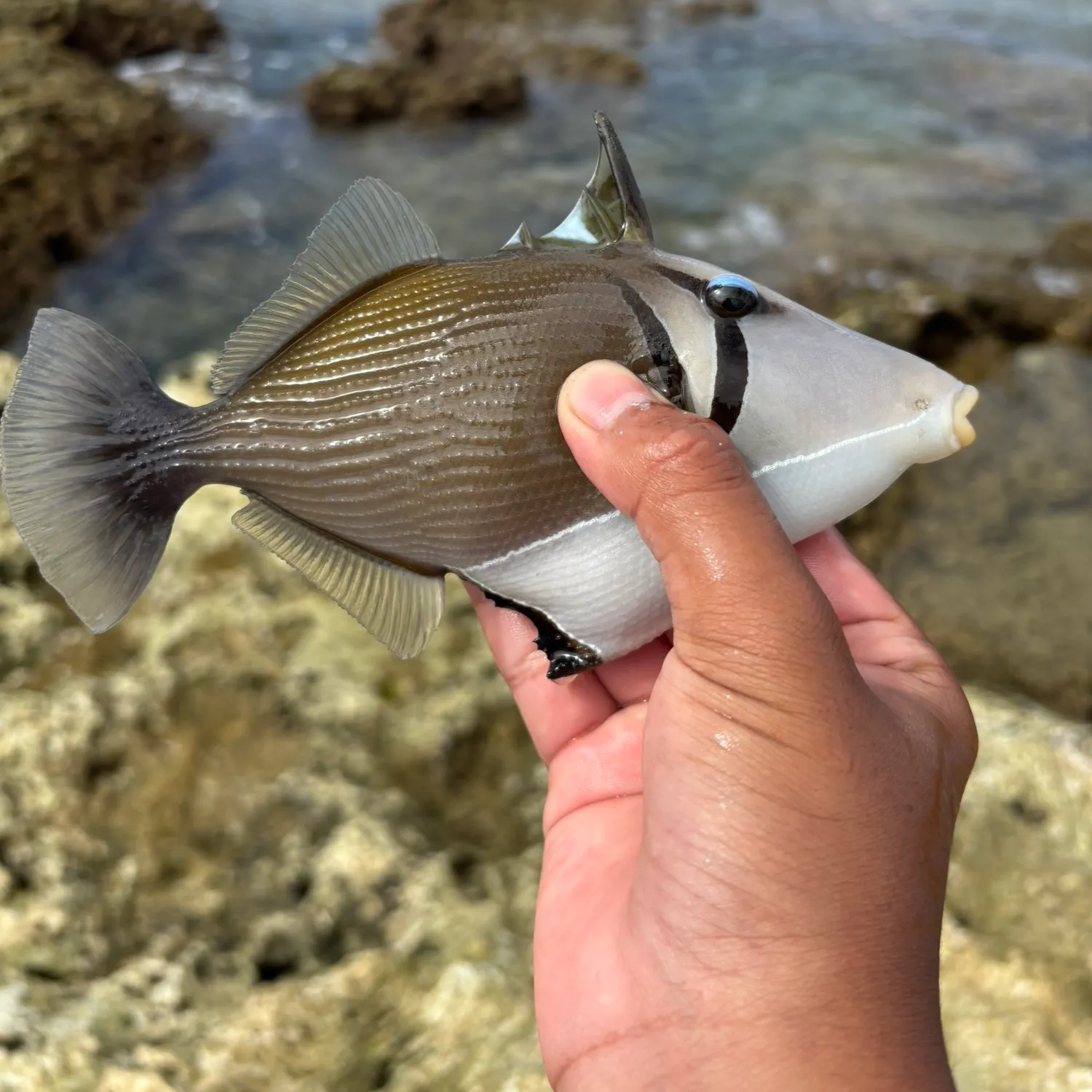 The most recent Picasso triggerfish catches on Fishbrain