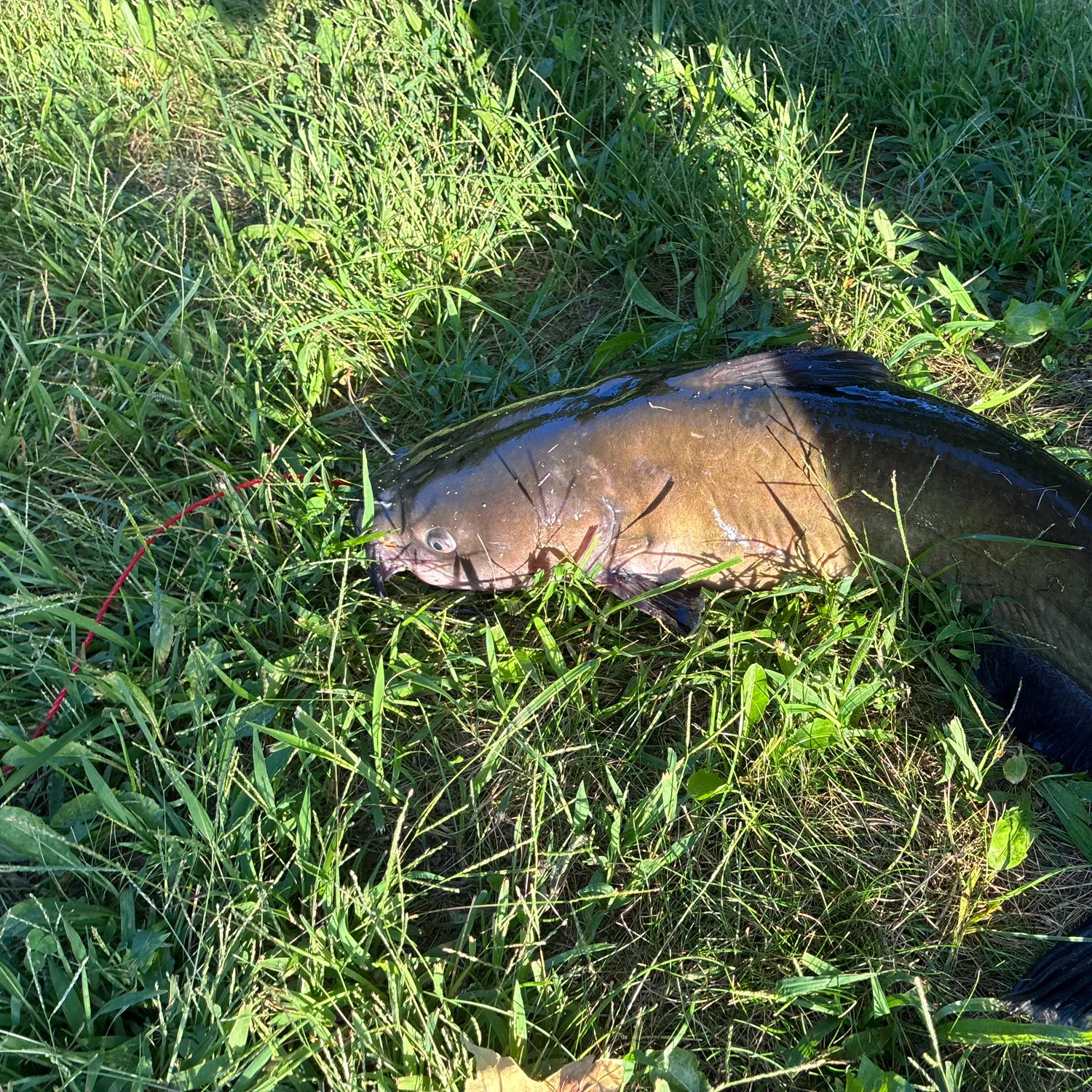 Channel catfish caught on Fishbrain