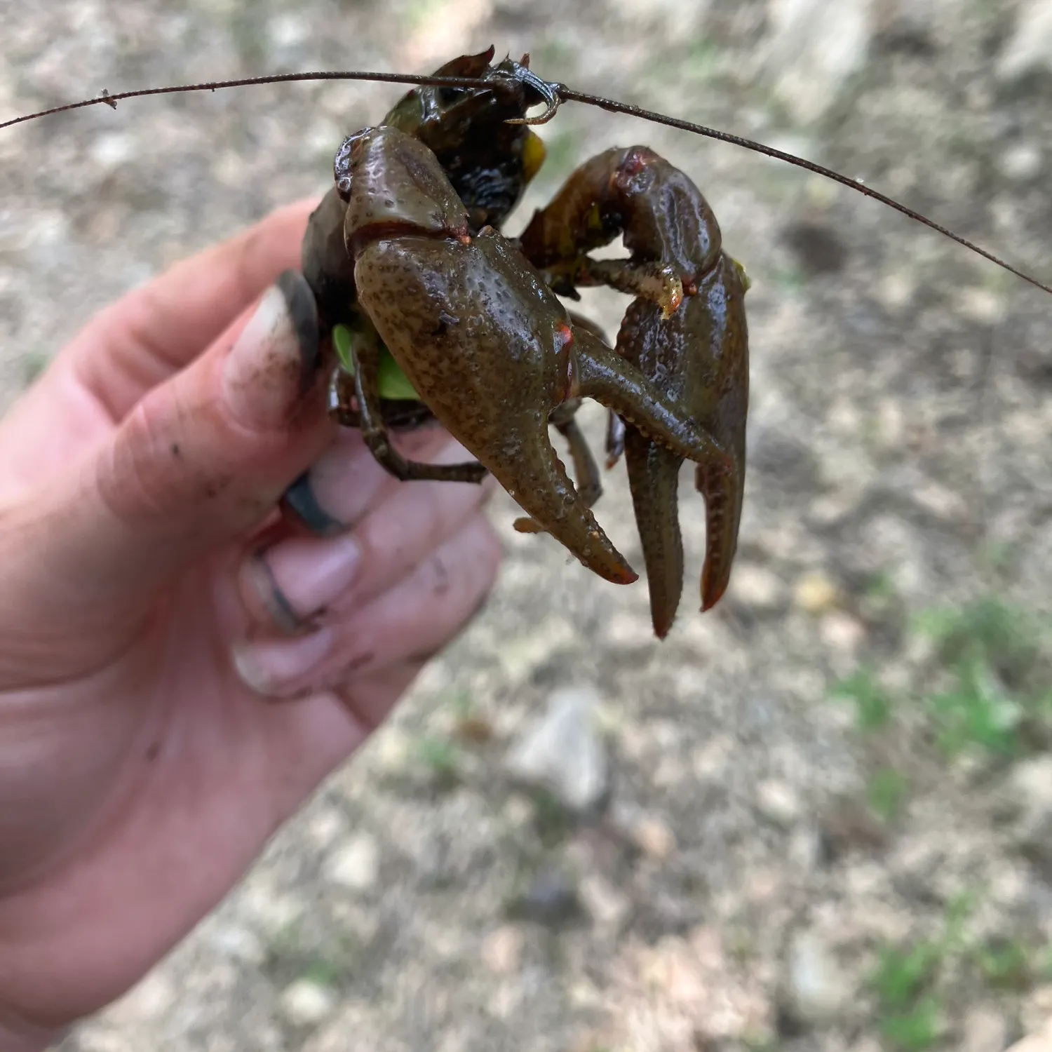 The most recent Red swamp crayfish catches on Fishbrain