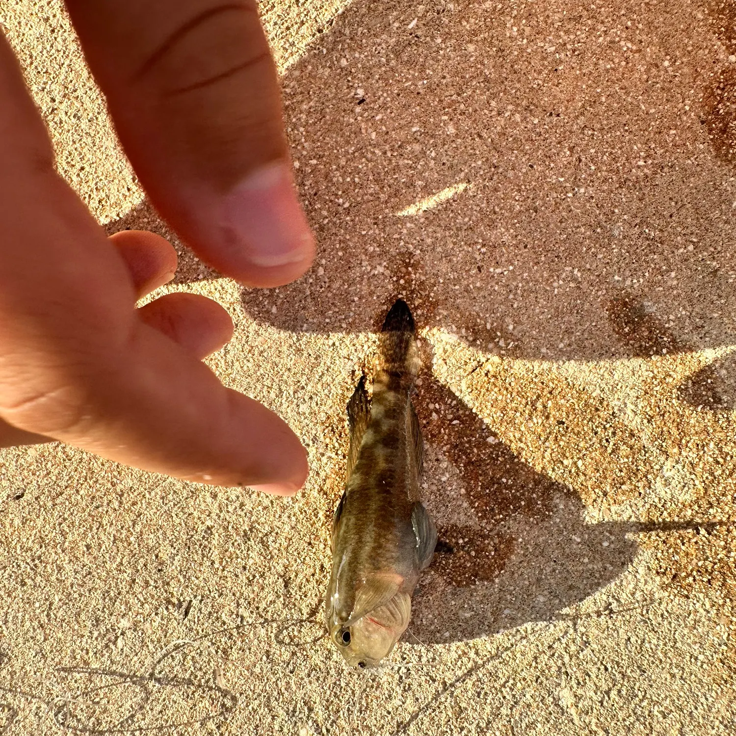 The most recent Crested goby catches on Fishbrain