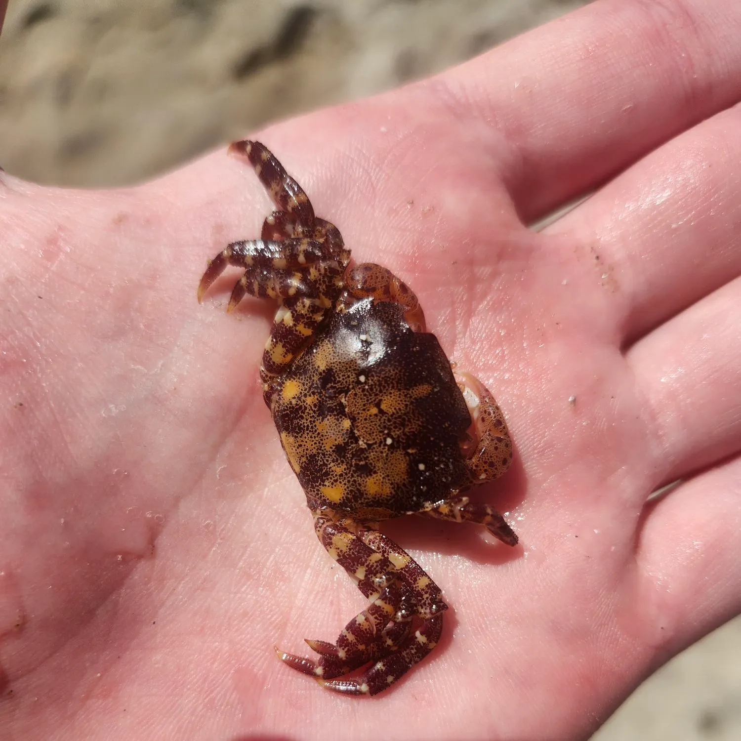 Asian shore crab caught on Fishbrain