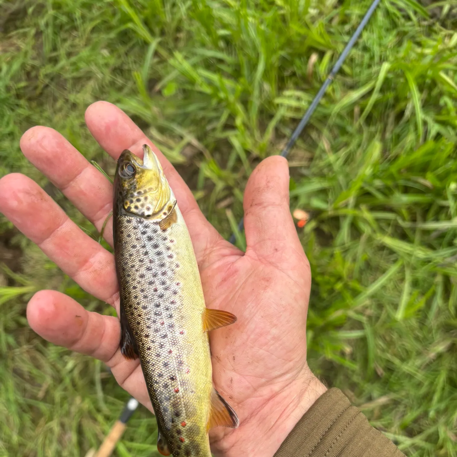 Fish caught on Fishbrain